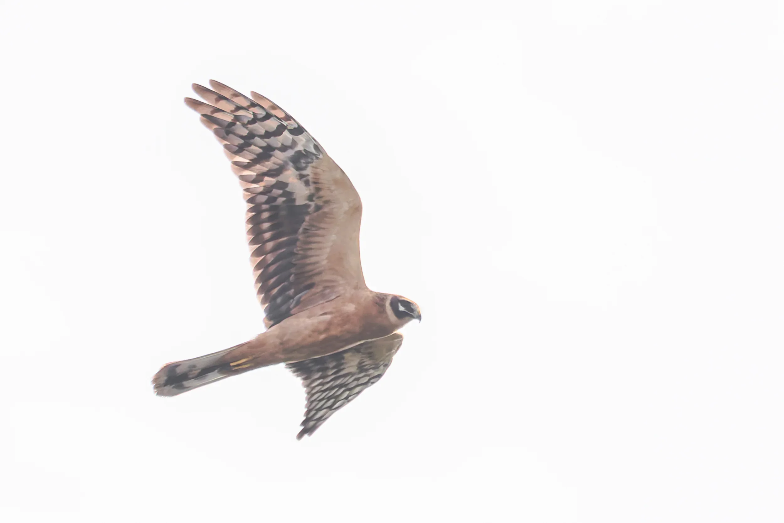 A juvenile Pallid Harrier in flight.