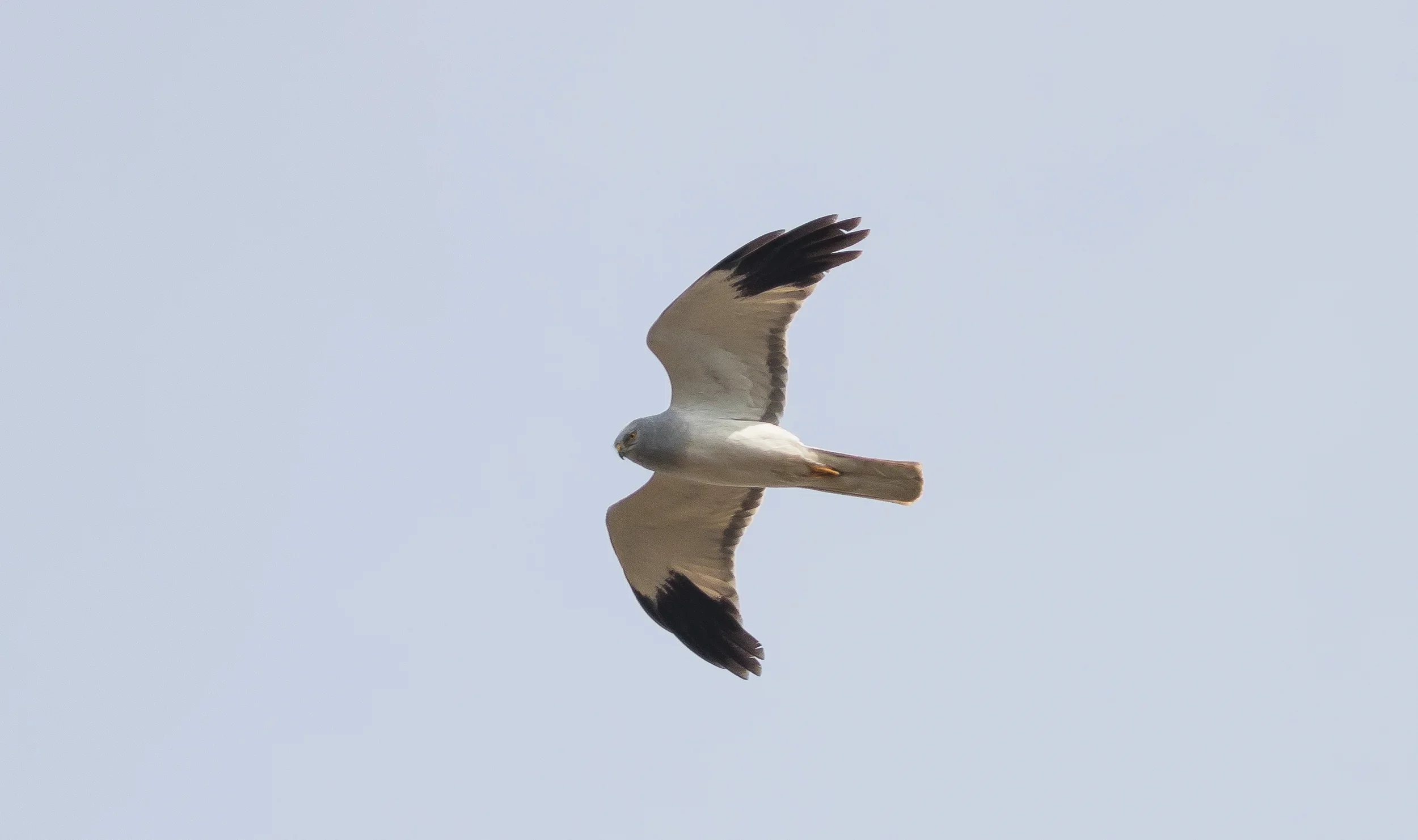 A male Hen Harrier in spring plumage seen from above in flight.
