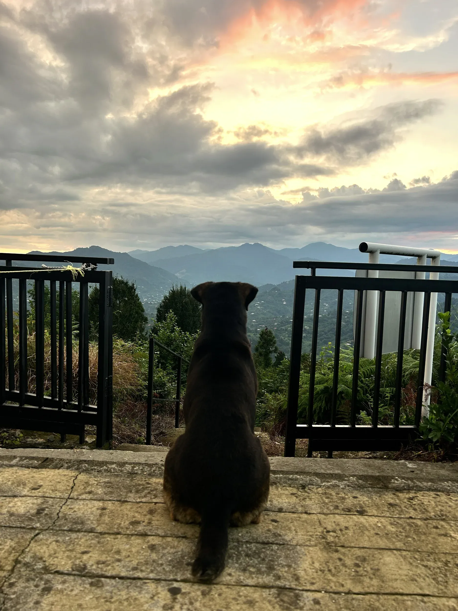 A dog sitting at the count station, looking out towards mountain ridges beneath a glowing cloudy sky.