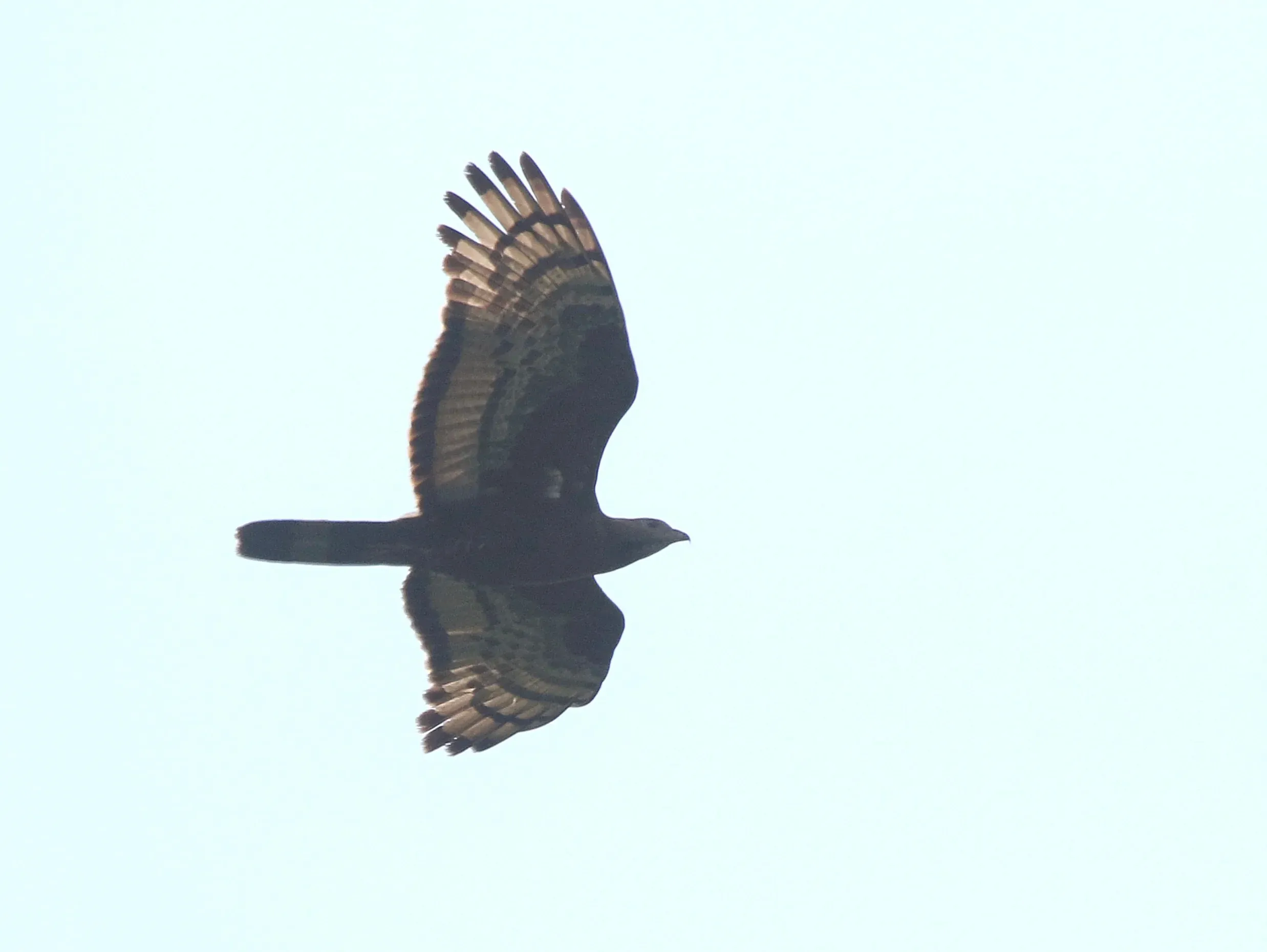 A dark male Crested Honey Buzzard silhouetted against the sky.