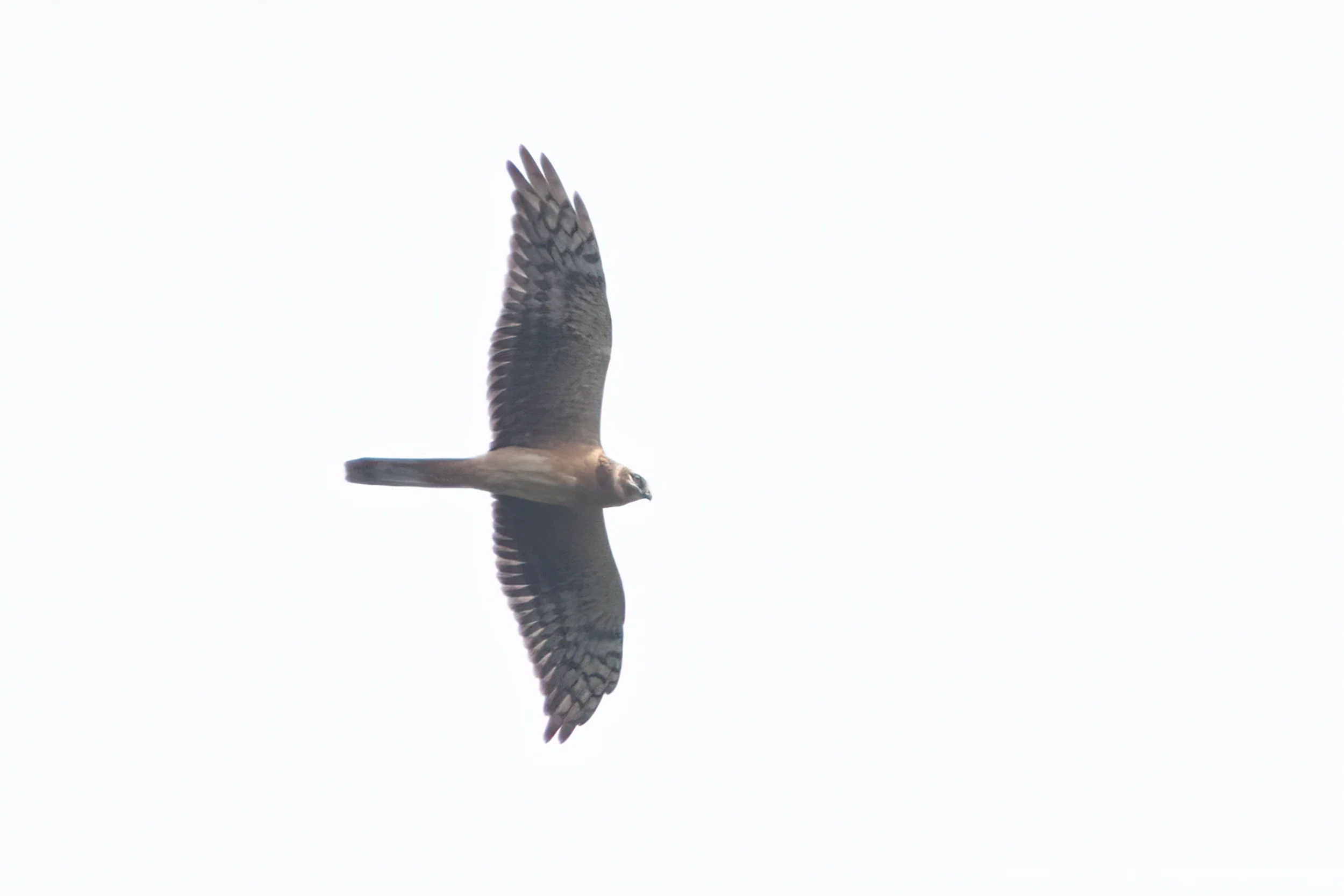 Pallid Harrier (juvenile) against a white overcast sky.