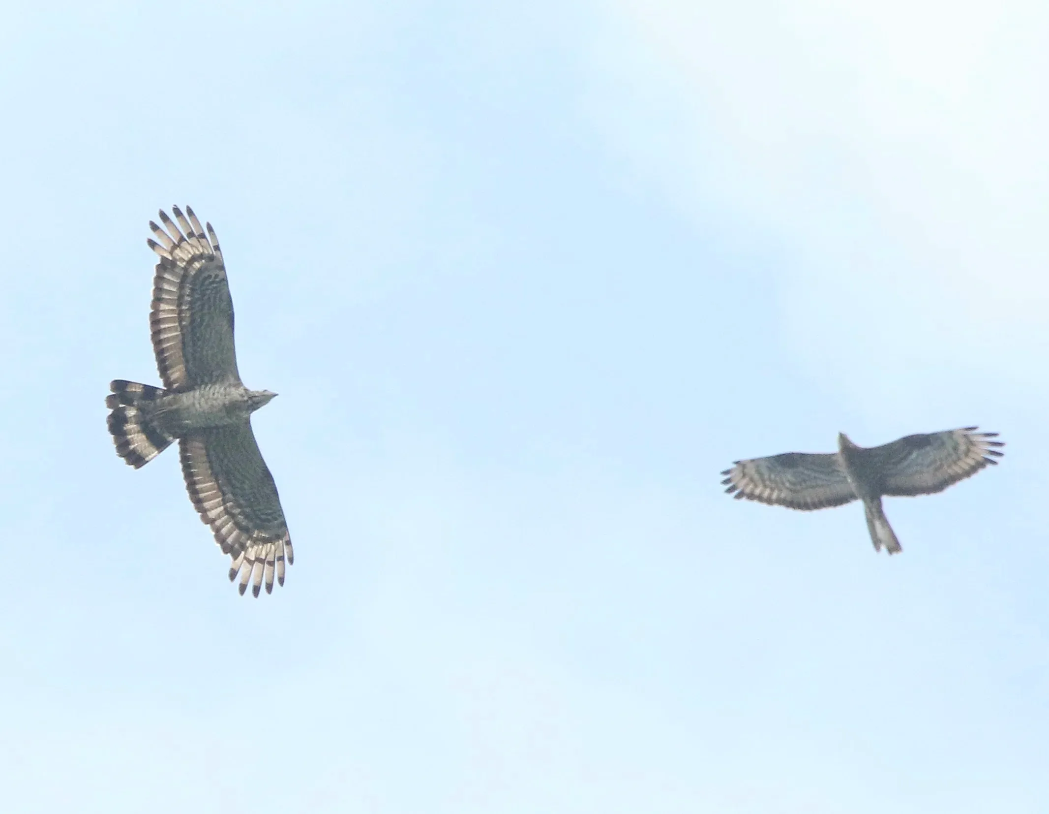 A Crested Honey Buzzard and a smaller European Honey Buzzard flying together for comparison.