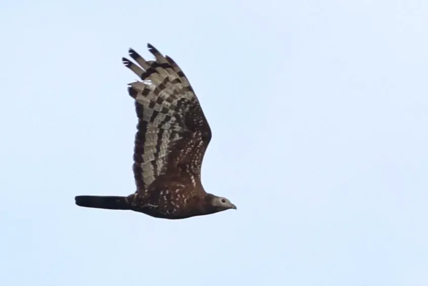 A male Crested Honey Buzzard flying across a blue sky.