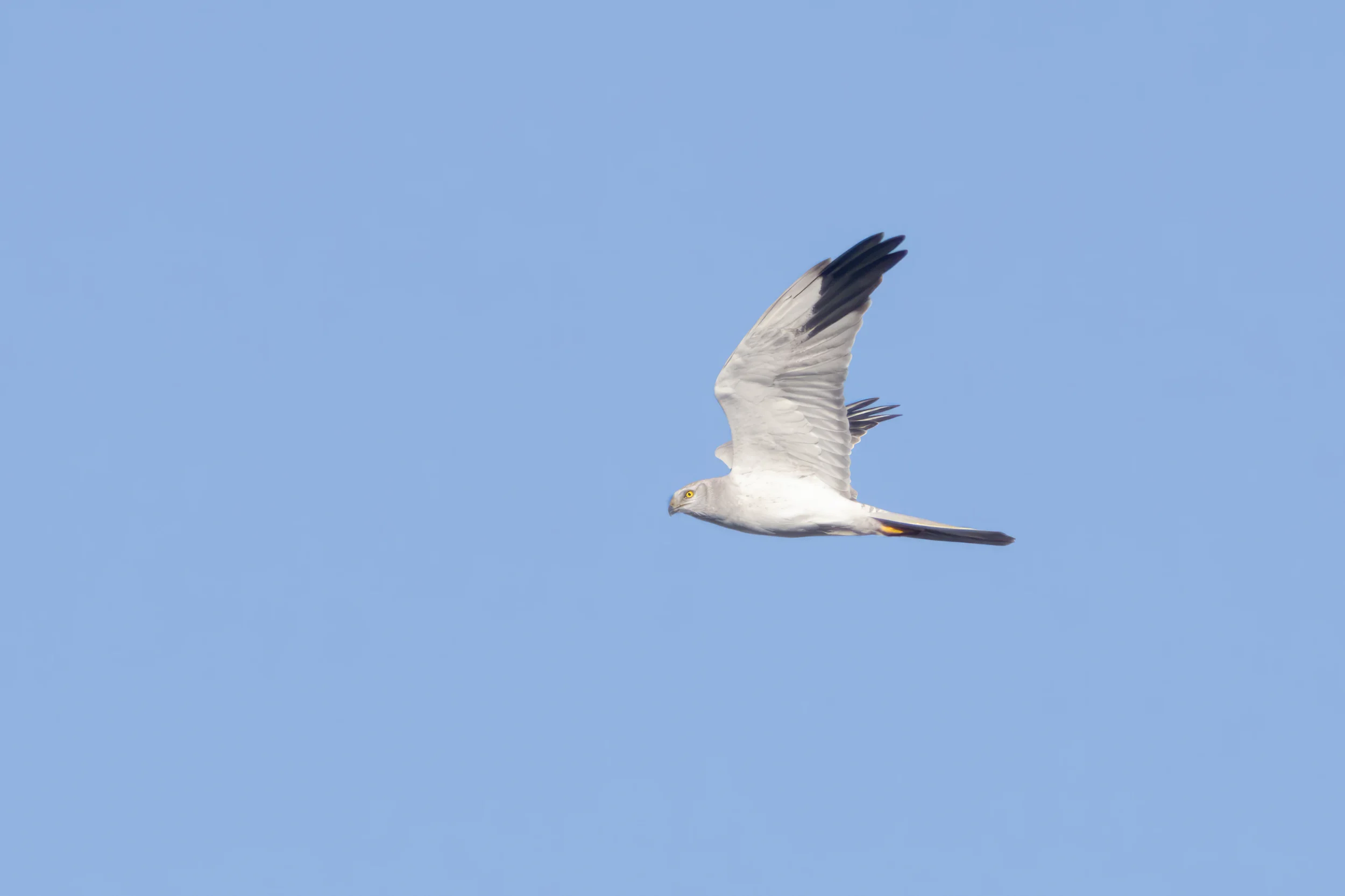 20251005t0910-marc-heetkamp-pallid-harrier-ad-m