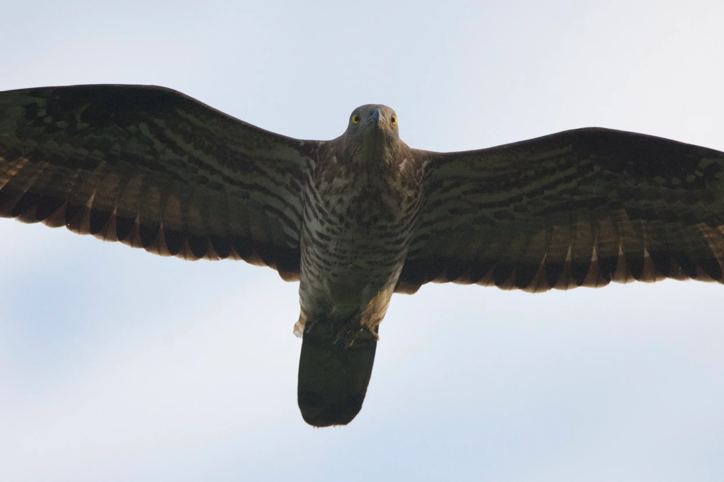 A close view of a Honey Buzzard passing overhead.