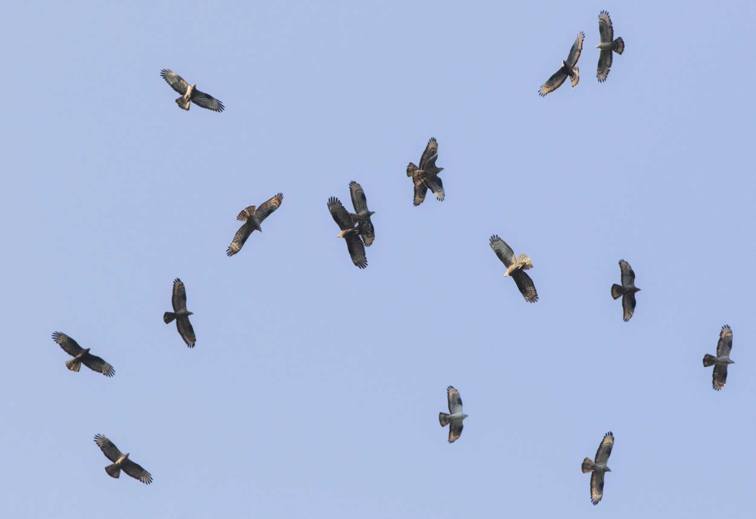 Honey Buzzards soaring to gain height over the Batumi bottleneck