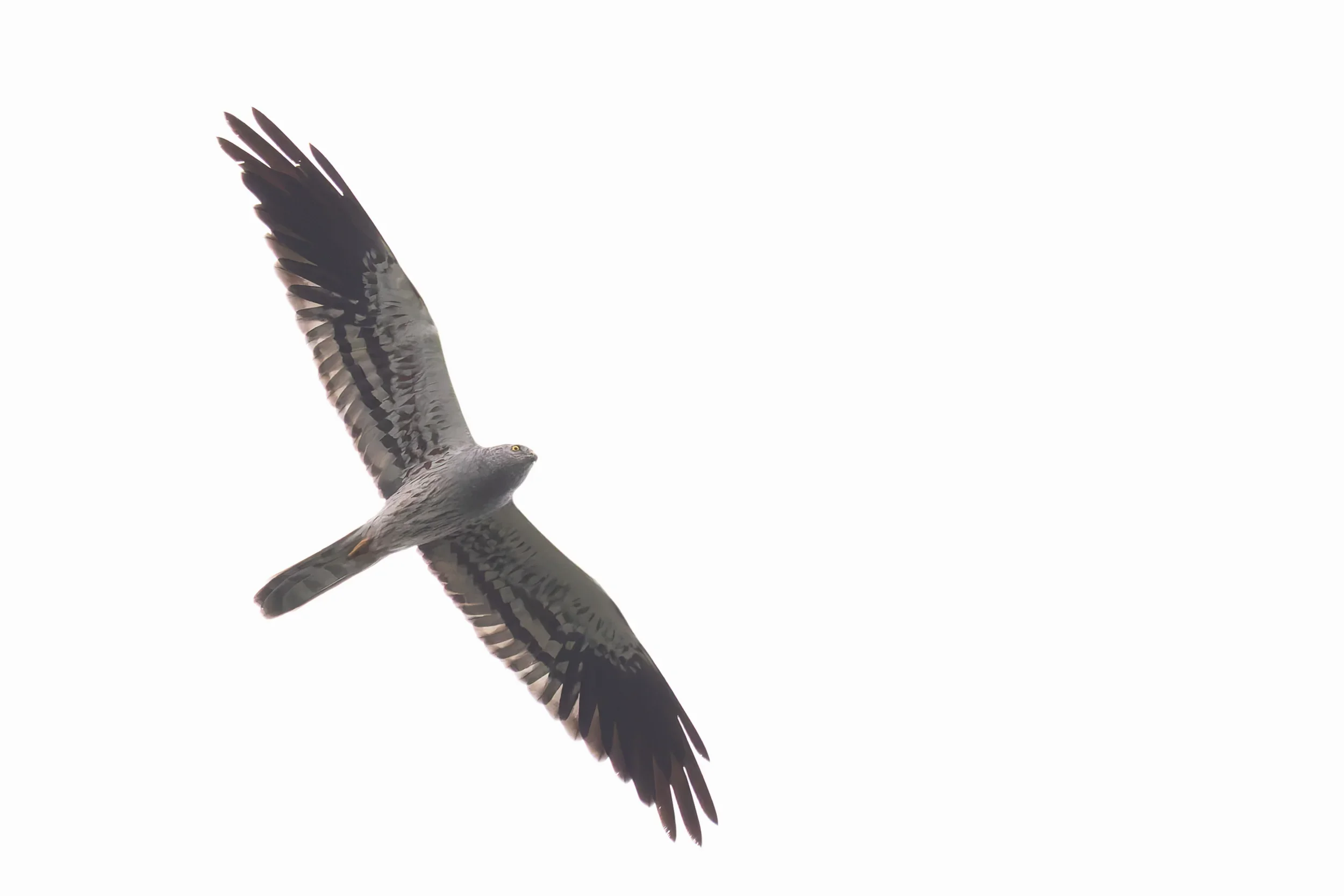 A Montagu's Harrier (adult male) against a pale blue sky.