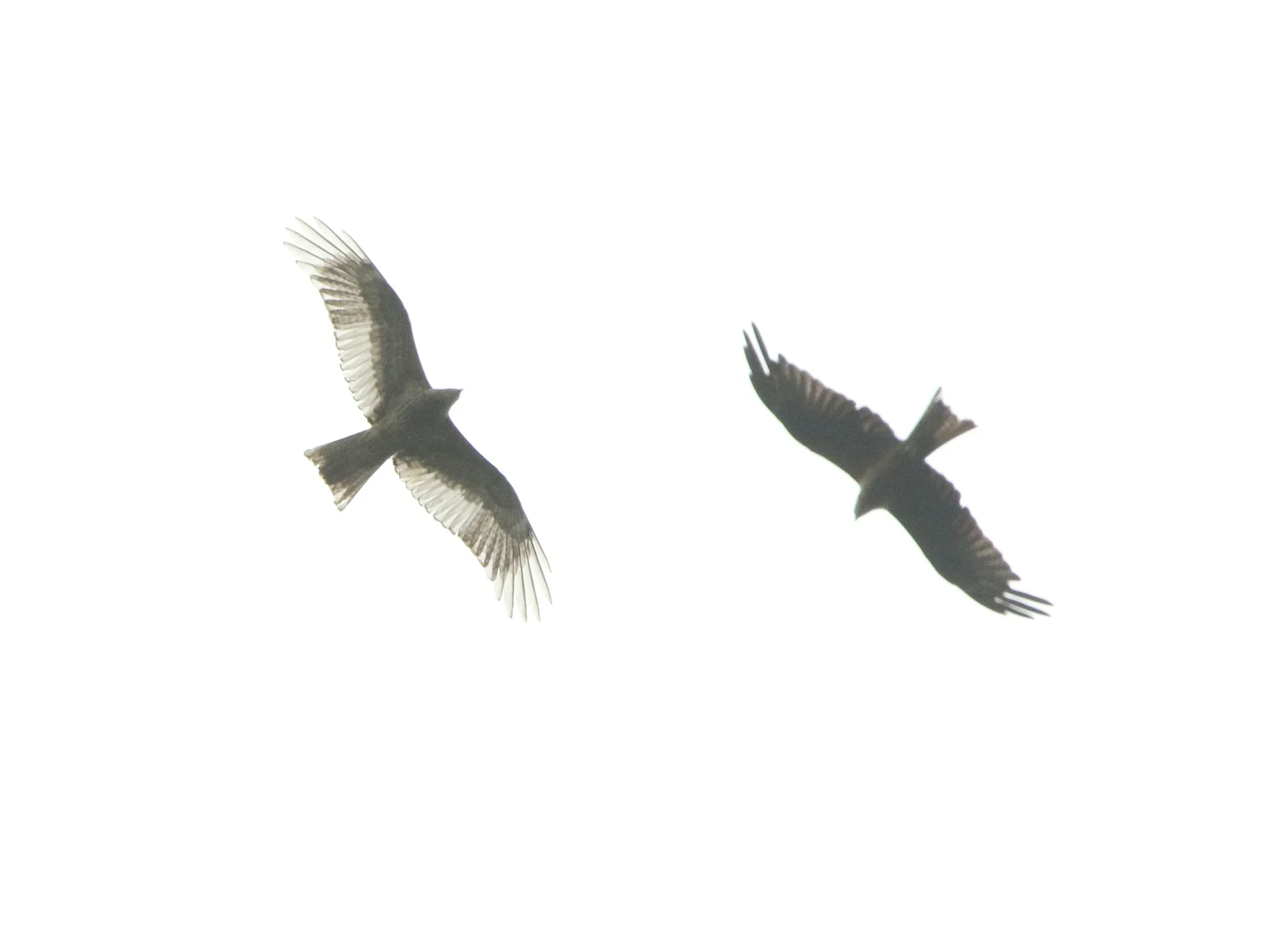 A white Black Kite flying alongside a dark Black Kite against a pale sky.