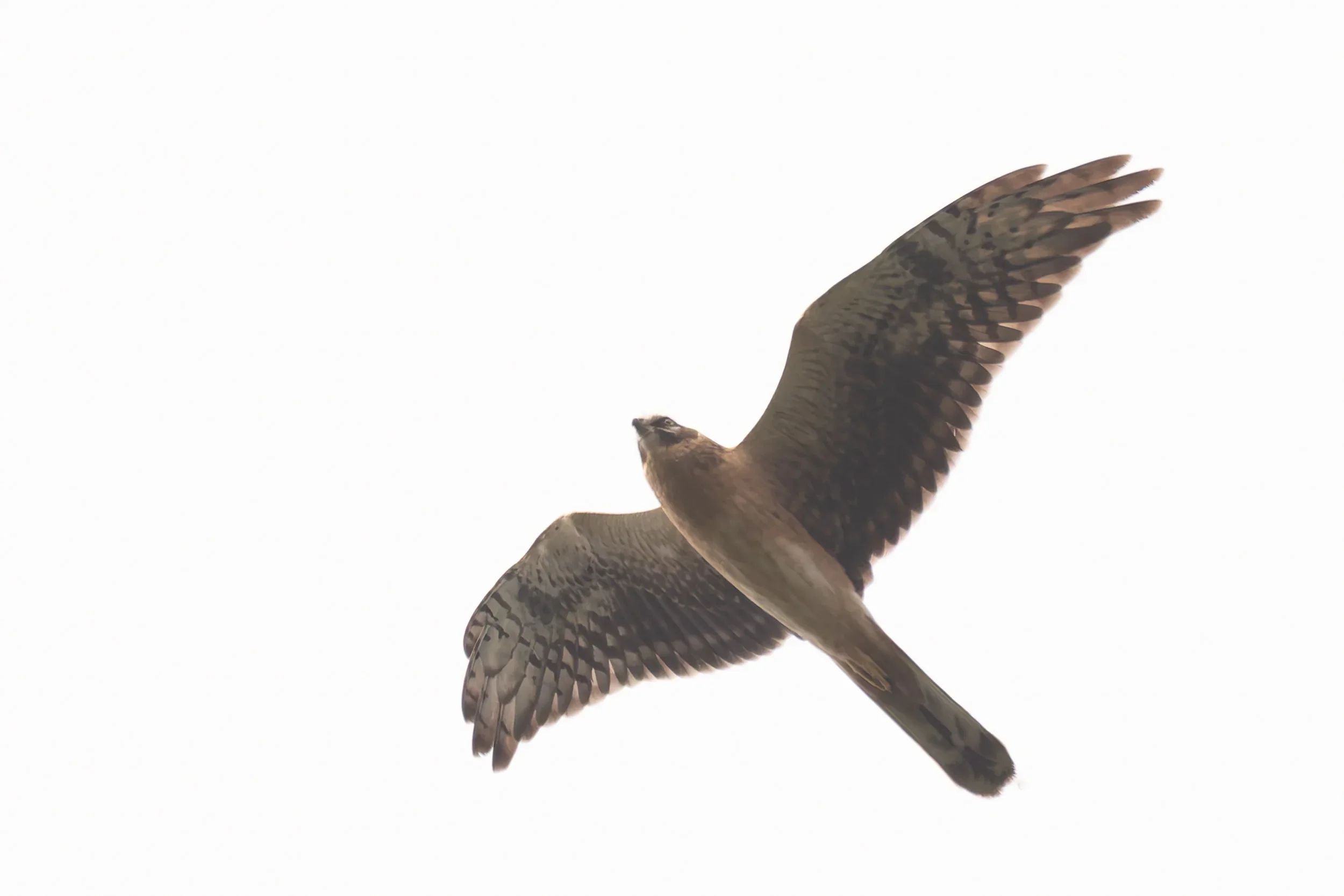 Unrevealed bird identification question.