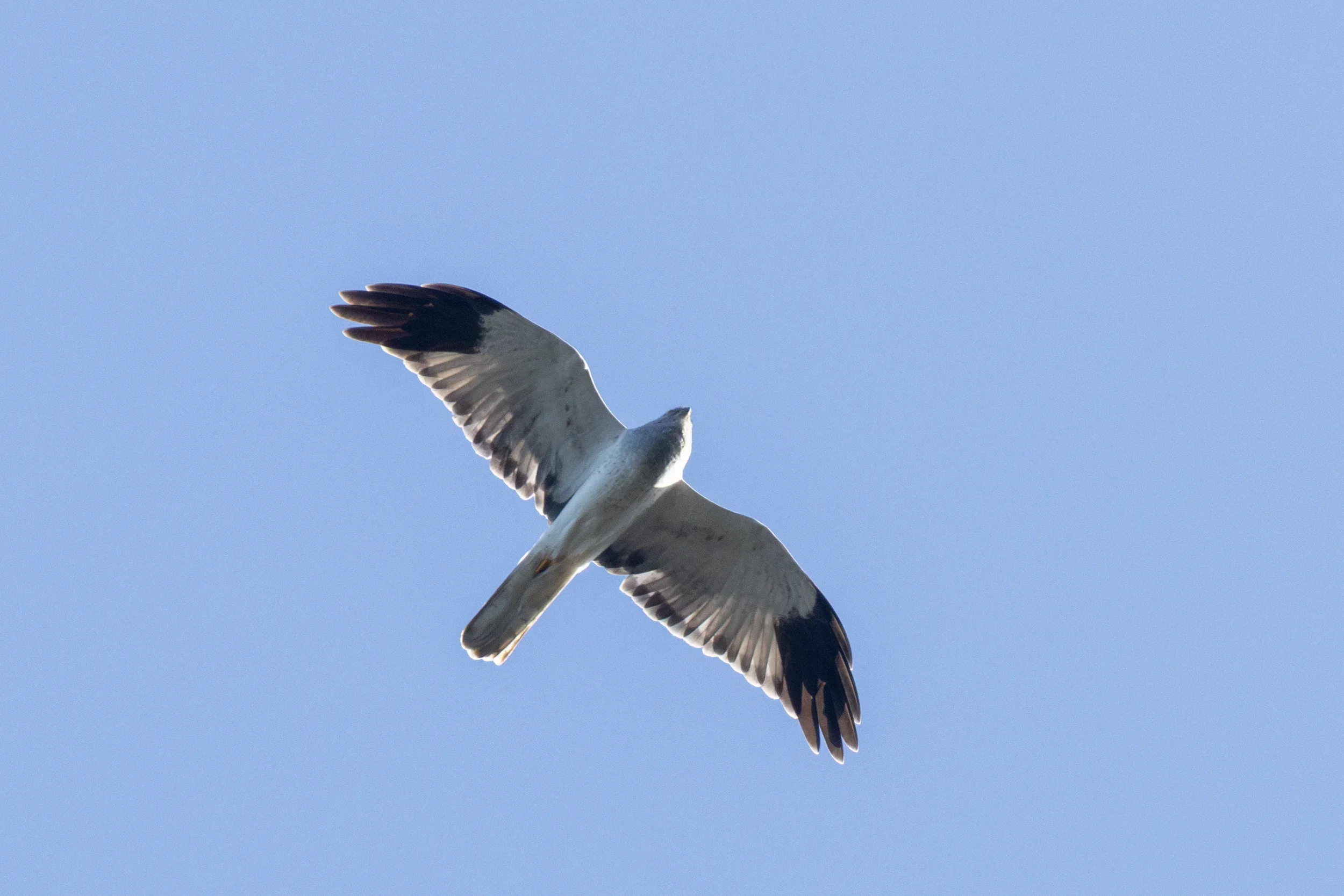 hen-harrier-male-marc-heetkamp-underwing