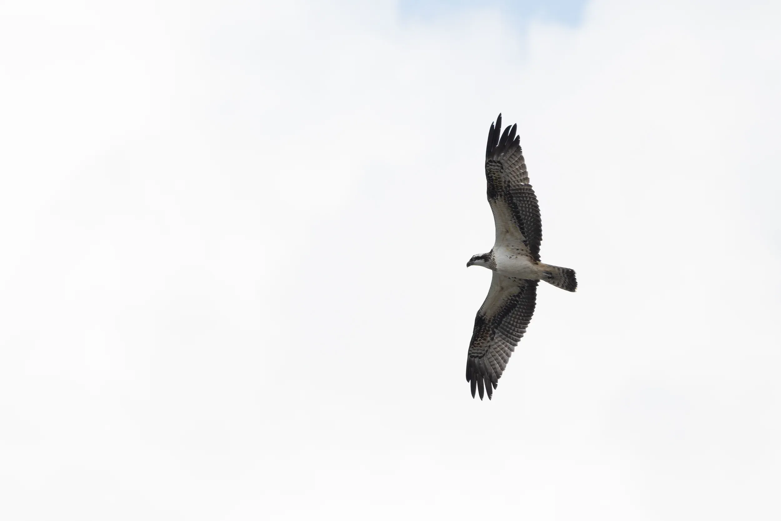An Osprey banking against clouds with its long wings outstretched.