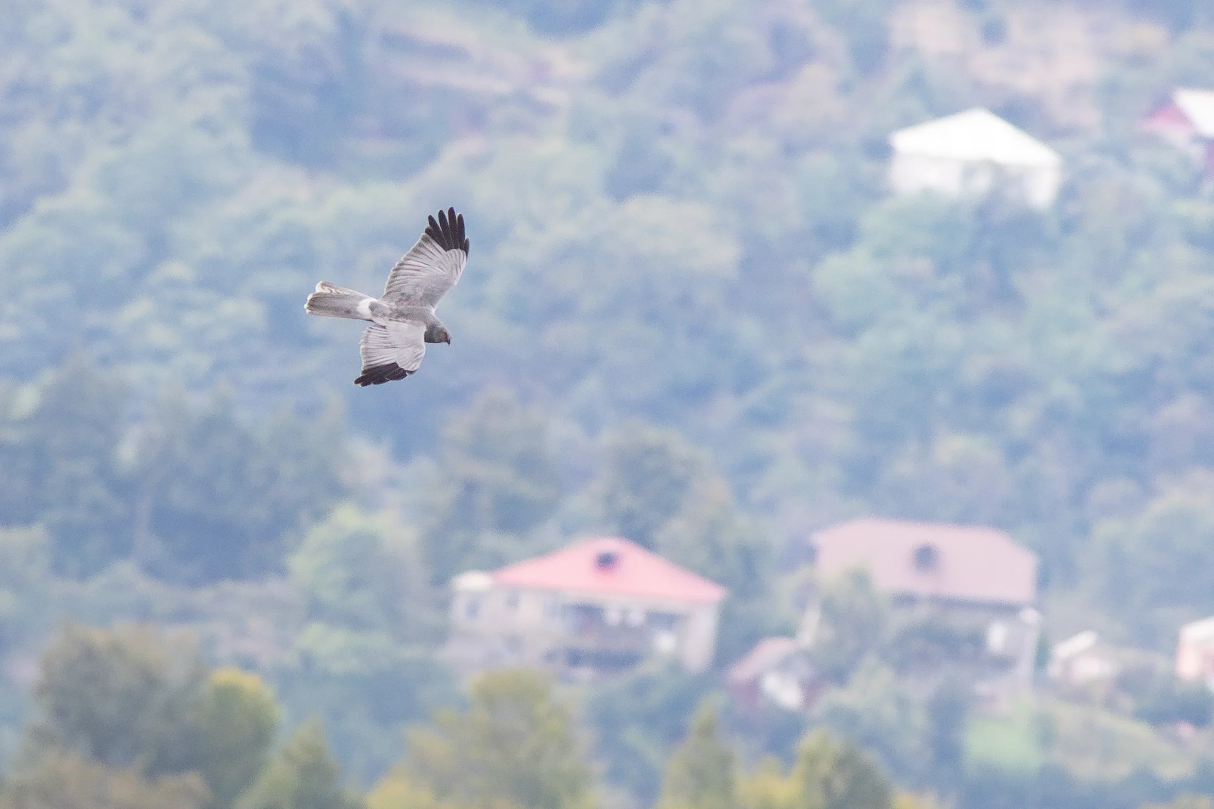 A male Hen Harrier seen from above in flight.