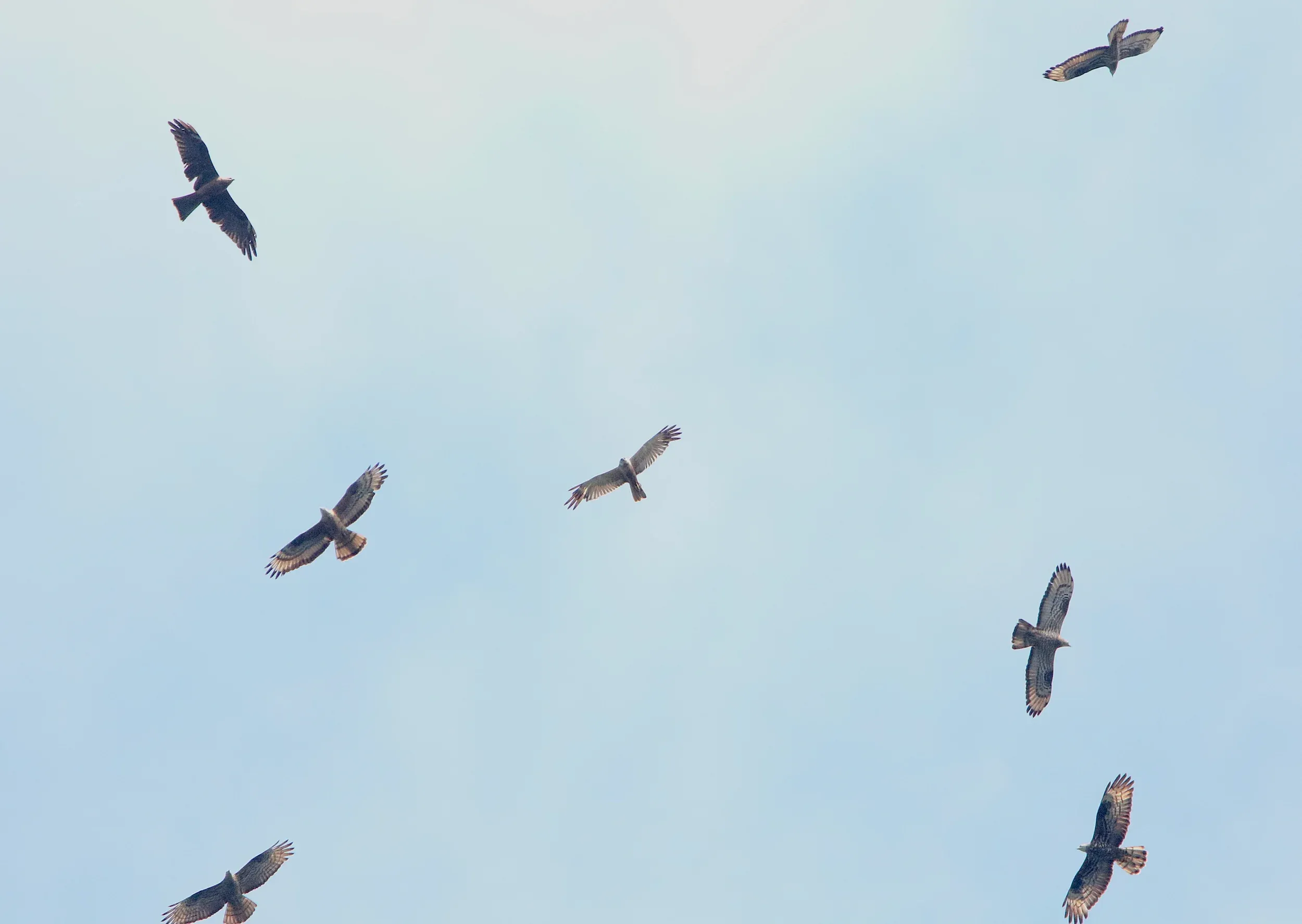 Raptors circling together in a pale blue sky.