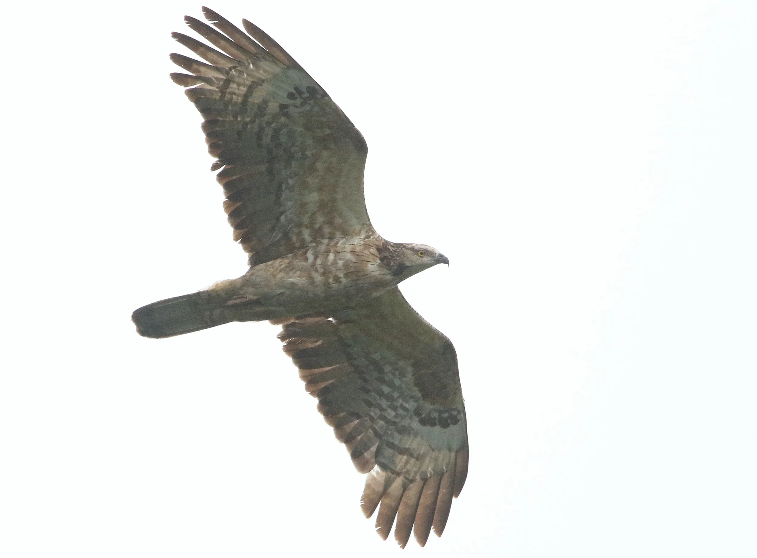 A female Crested Honey Buzzard gliding with its wings spread.