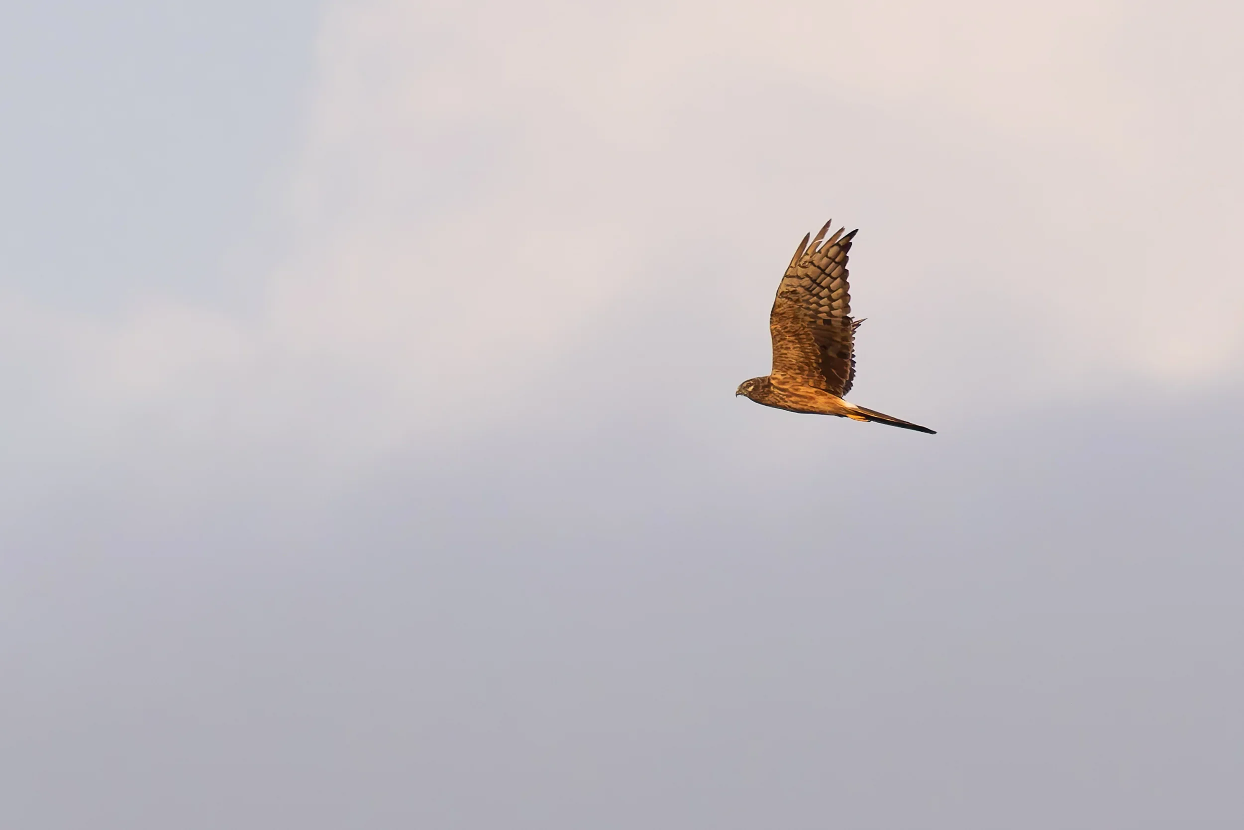 Unrevealed bird identification question.