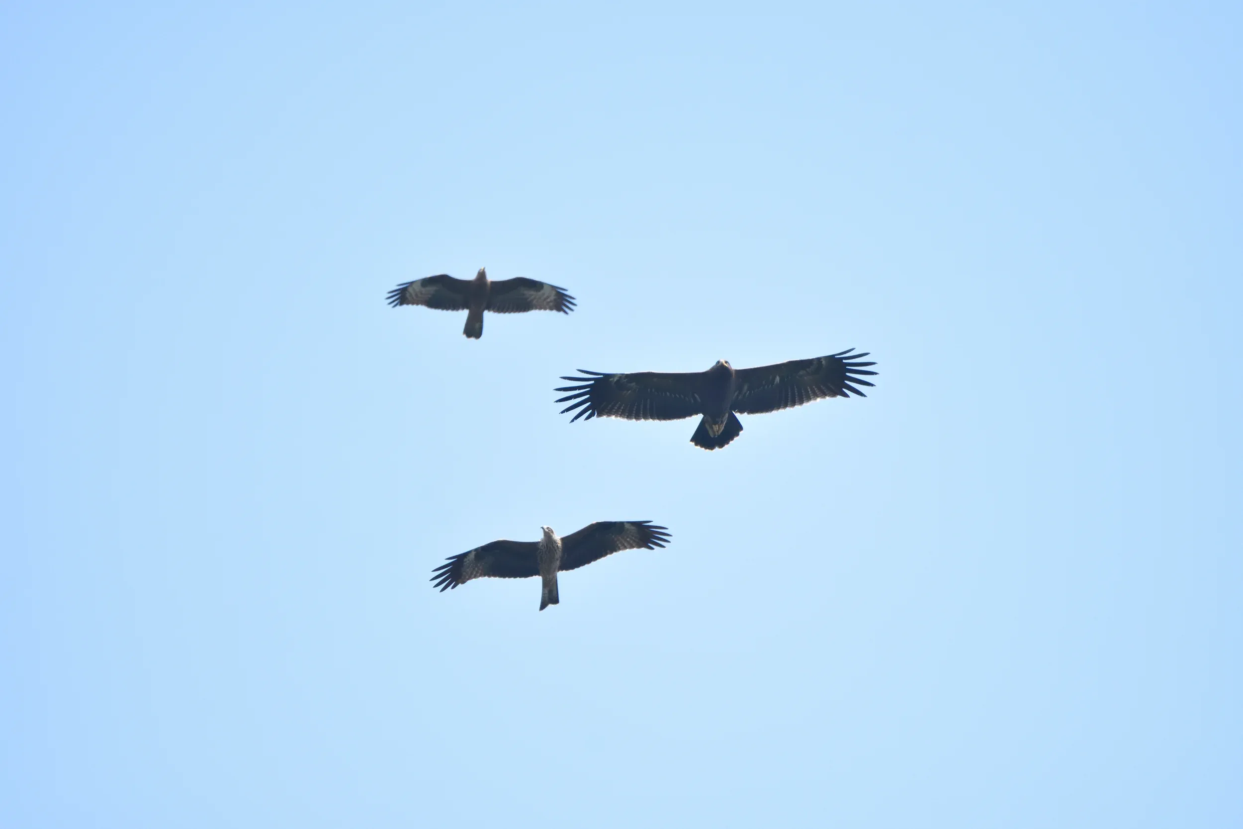 Three juvenile raptors circling together against a blue sky.