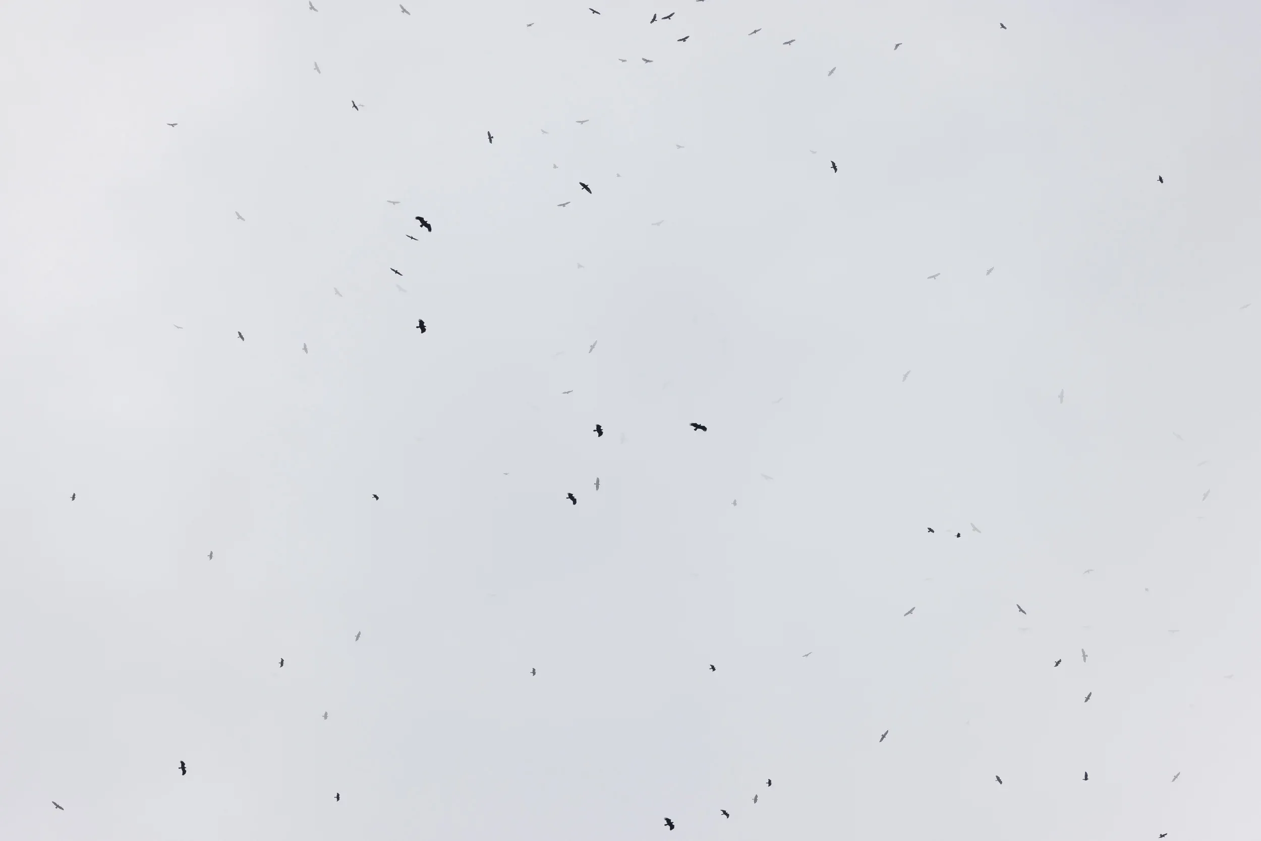 Large eagles and Steppe Buzzards circling across a clouded sky.