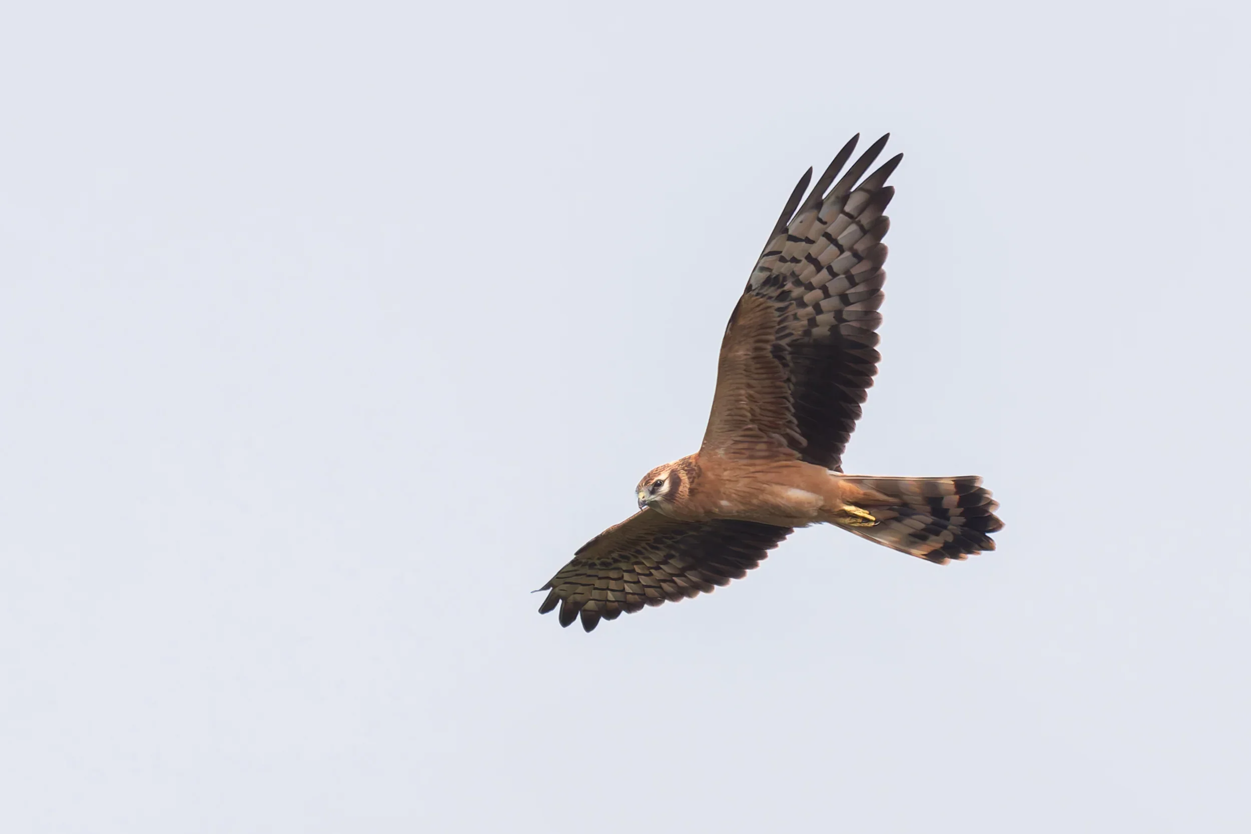 Unrevealed bird identification question.