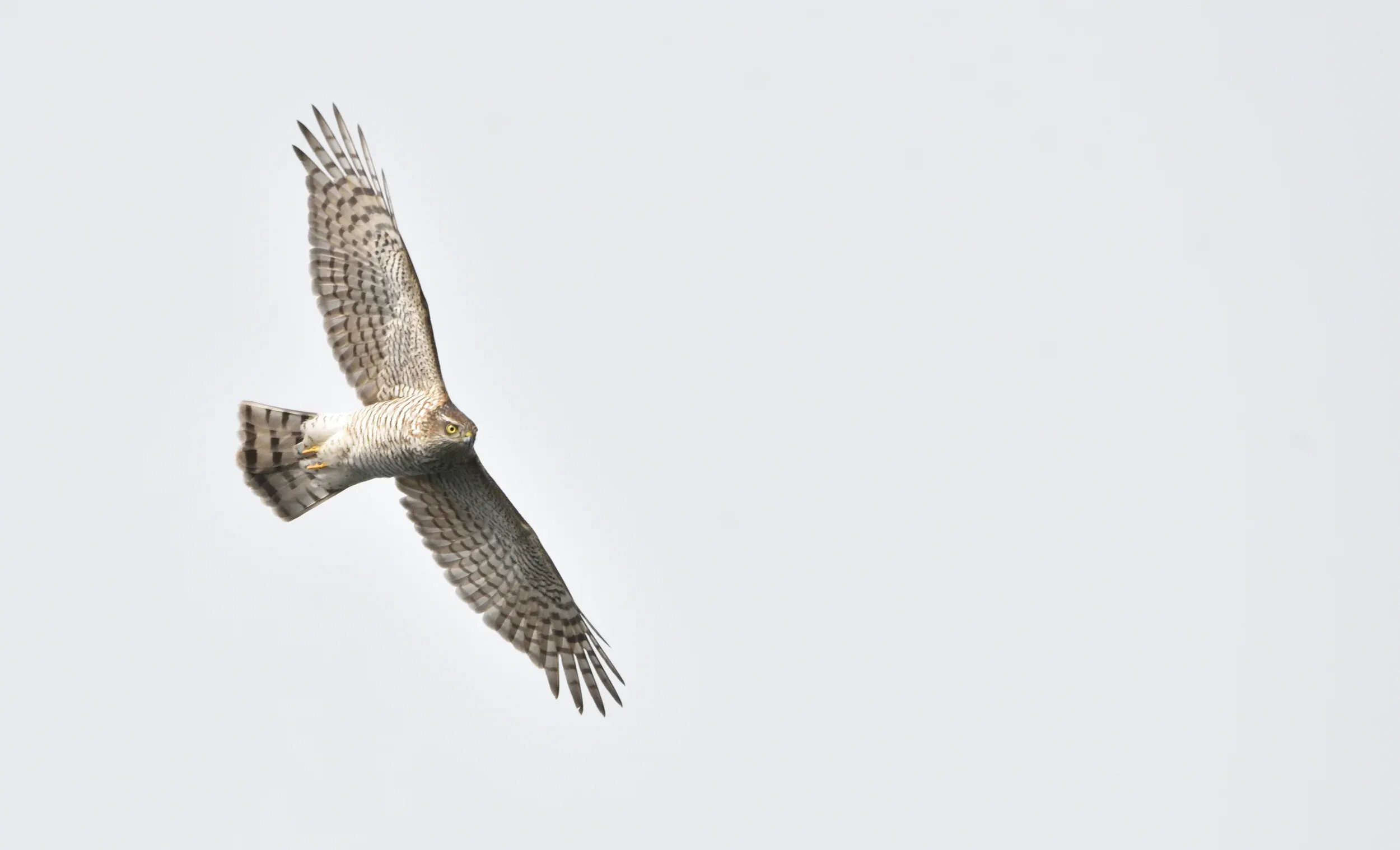 A Eurasian Sparrowhawk banking in flight with its barred underparts and fanned tail visible.
