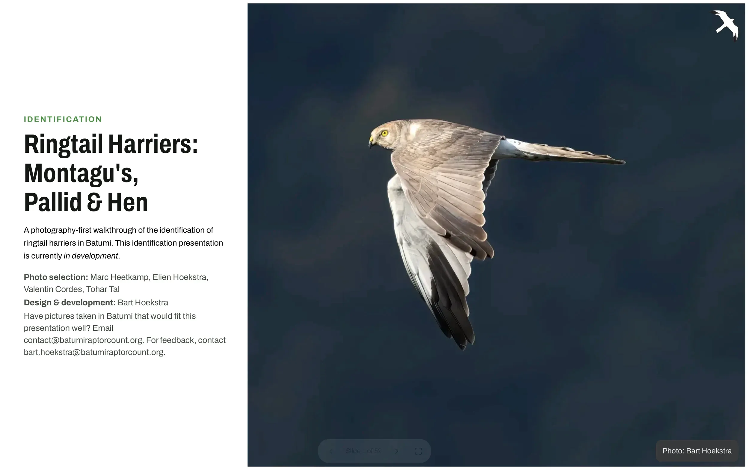 The opening slide of the Ringtail Harrier presentation, featuring a male Pallid Harrier in flight