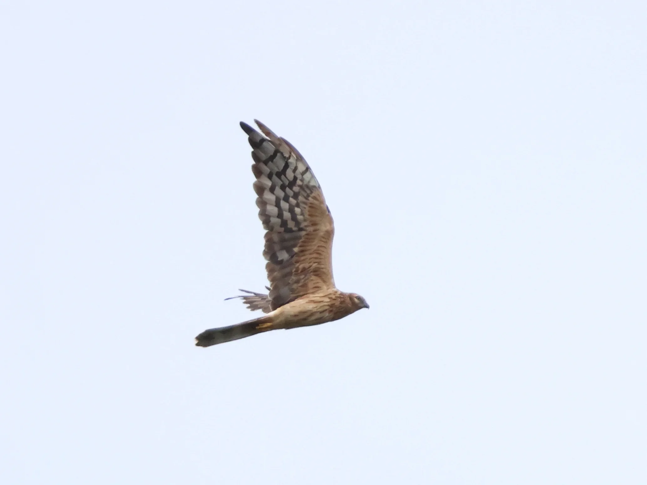 An immature female Montagu's Harrier in flight.