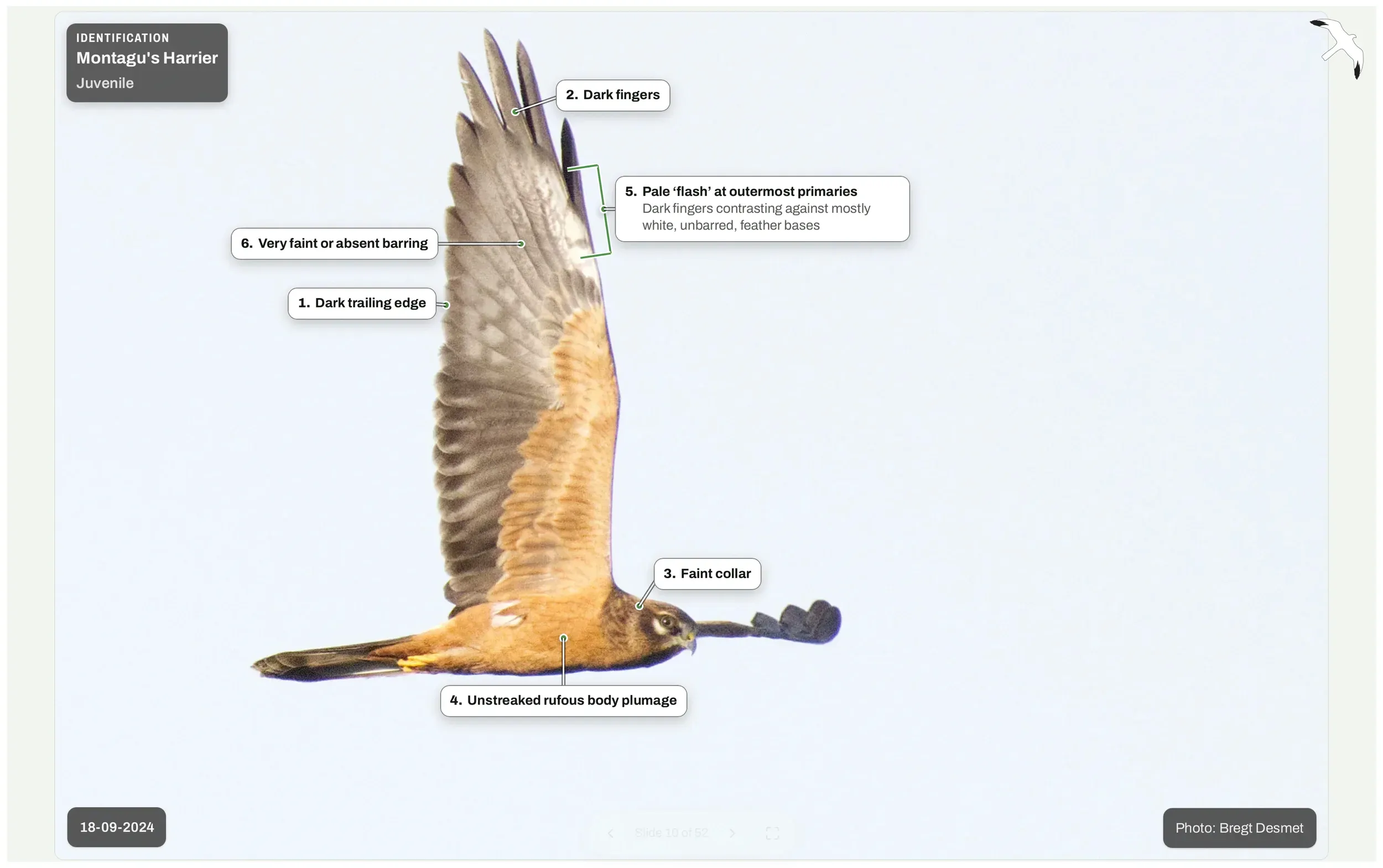 A juvenile Montagu's Harrier in flight, with annotations marking its wing pattern, faint collar and unstreaked rufous body