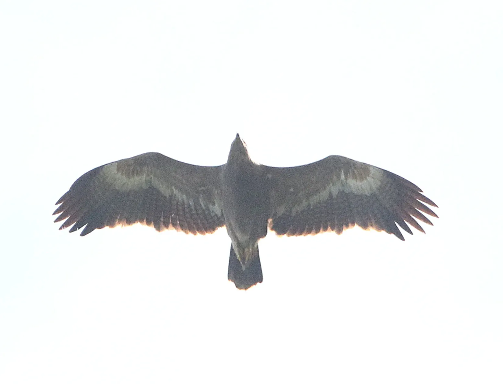 A Steppe Eagle seen from below, with broad wings spread against a pale sky.