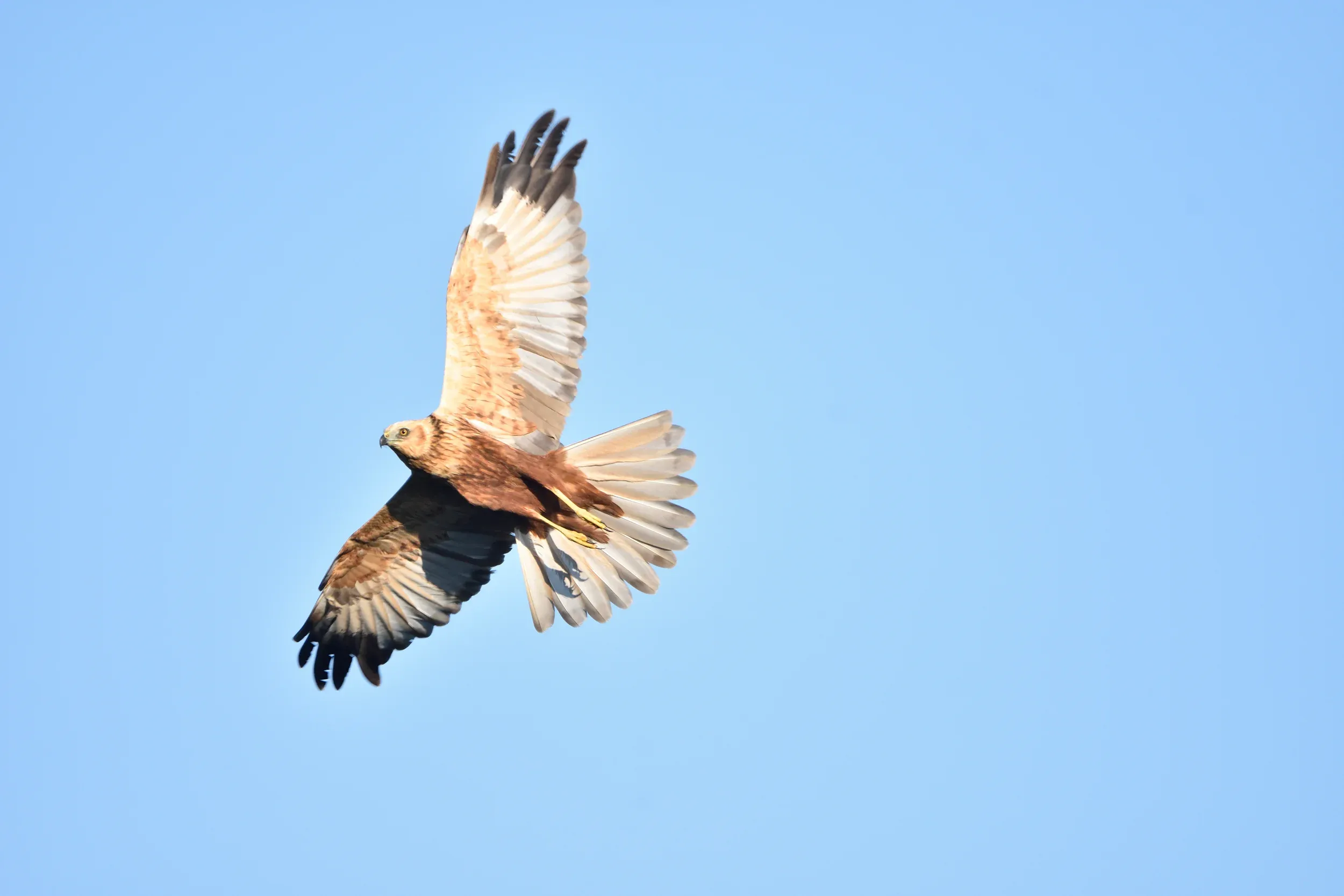 A Marsh Harrier banking with its wings and tail spread against a blue sky.