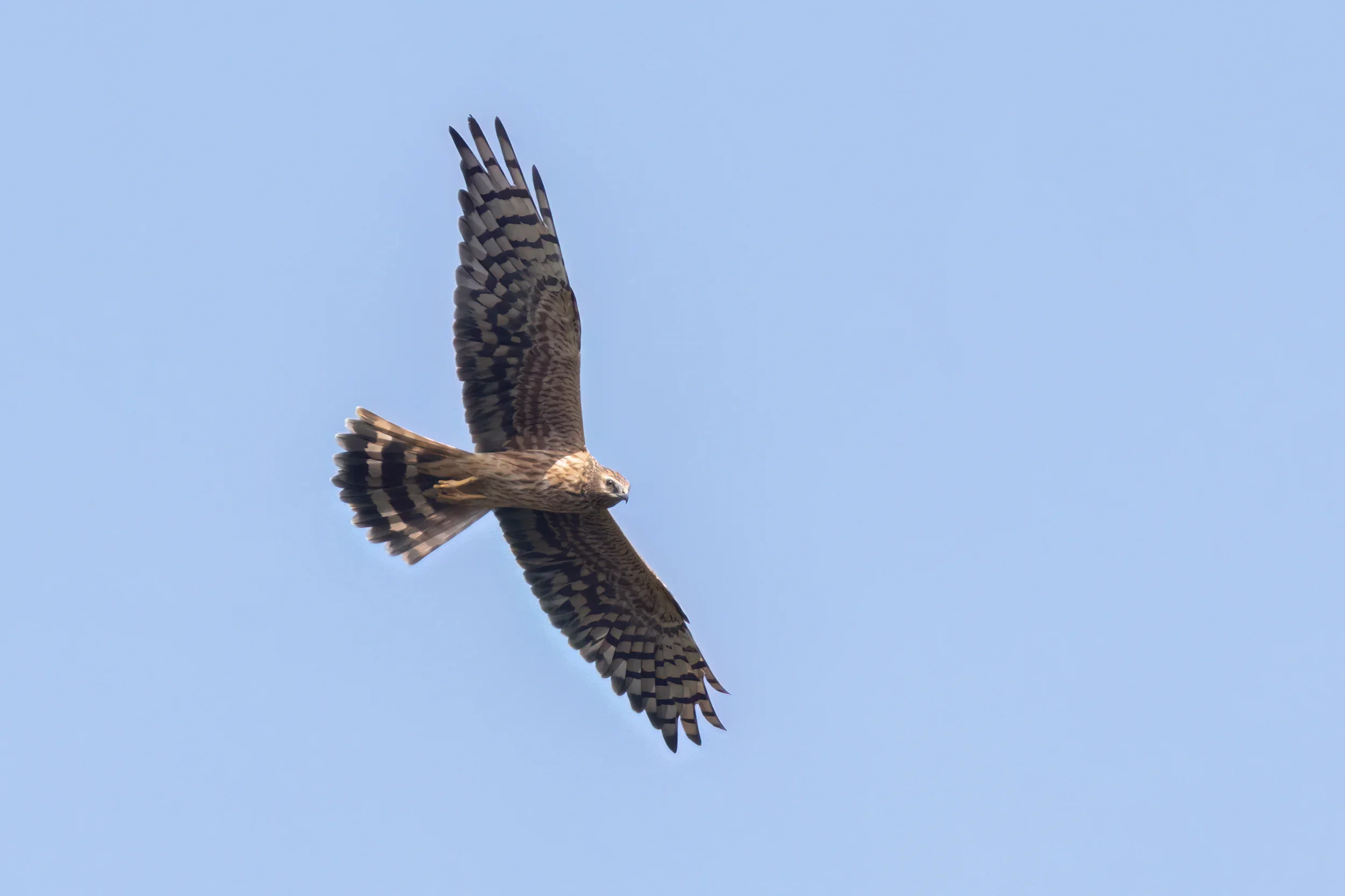 Unrevealed bird identification question.