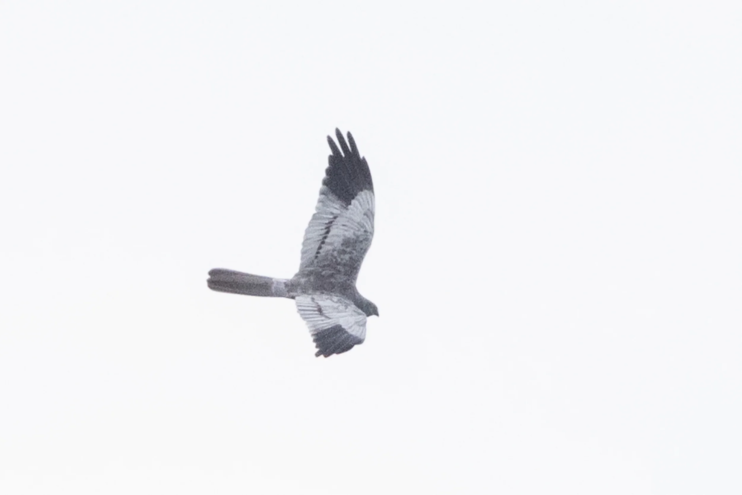 An adult male Montagu's Harrier in flight.