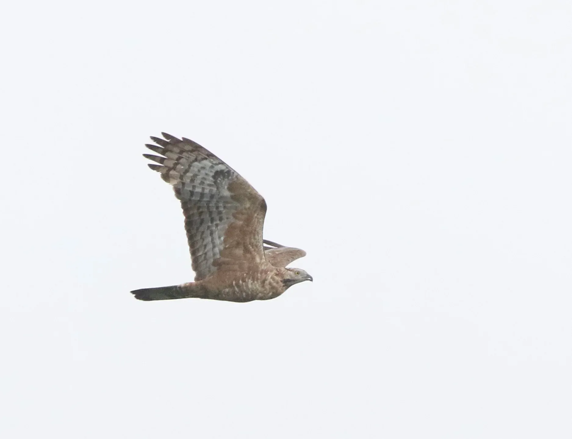 A female Crested Honey Buzzard in flight, seen from the side.