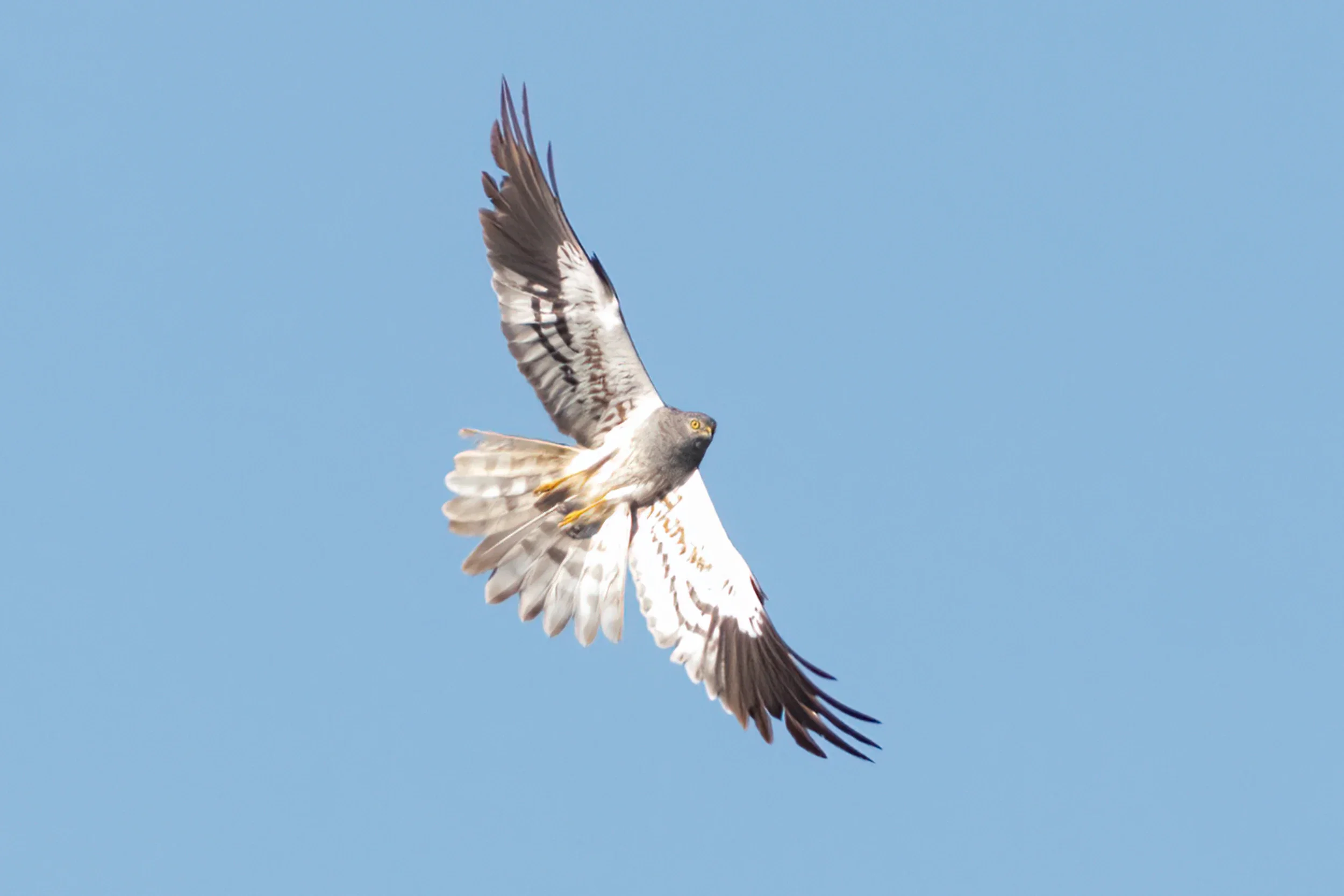20220929t1636-marc-heetkamp-montagus-harrier-ad-m