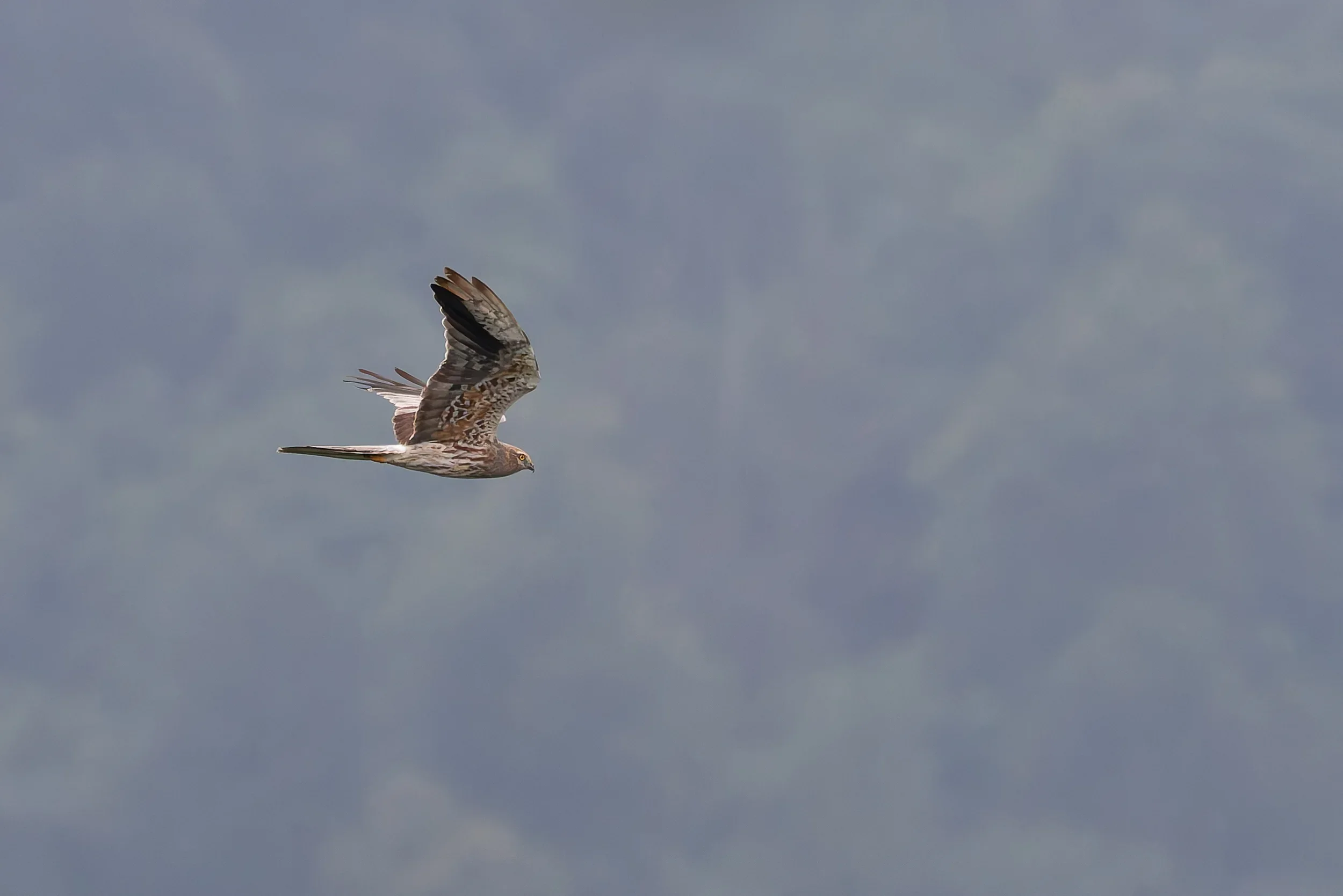 Unrevealed bird identification question.