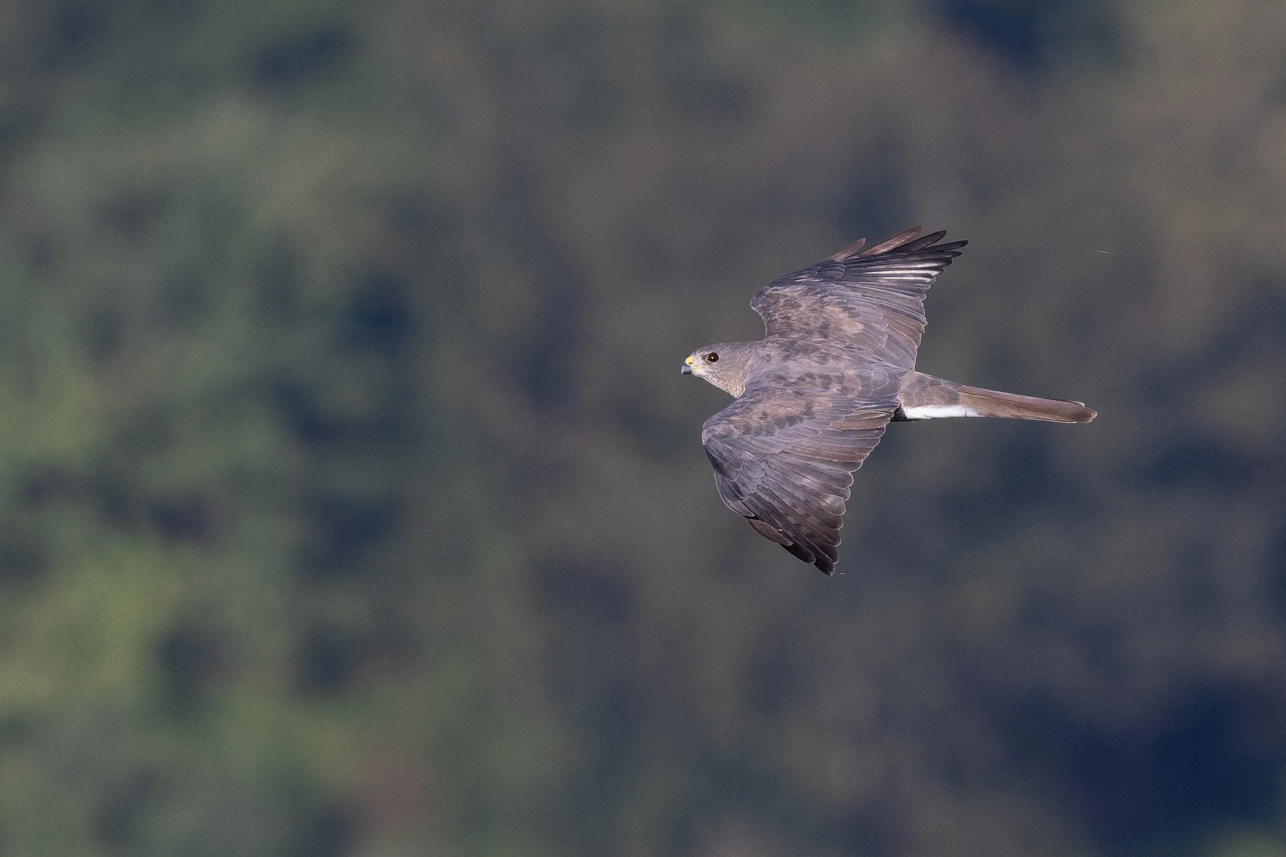 A Levant Sparrowhawk flying past a wooded hillside.
