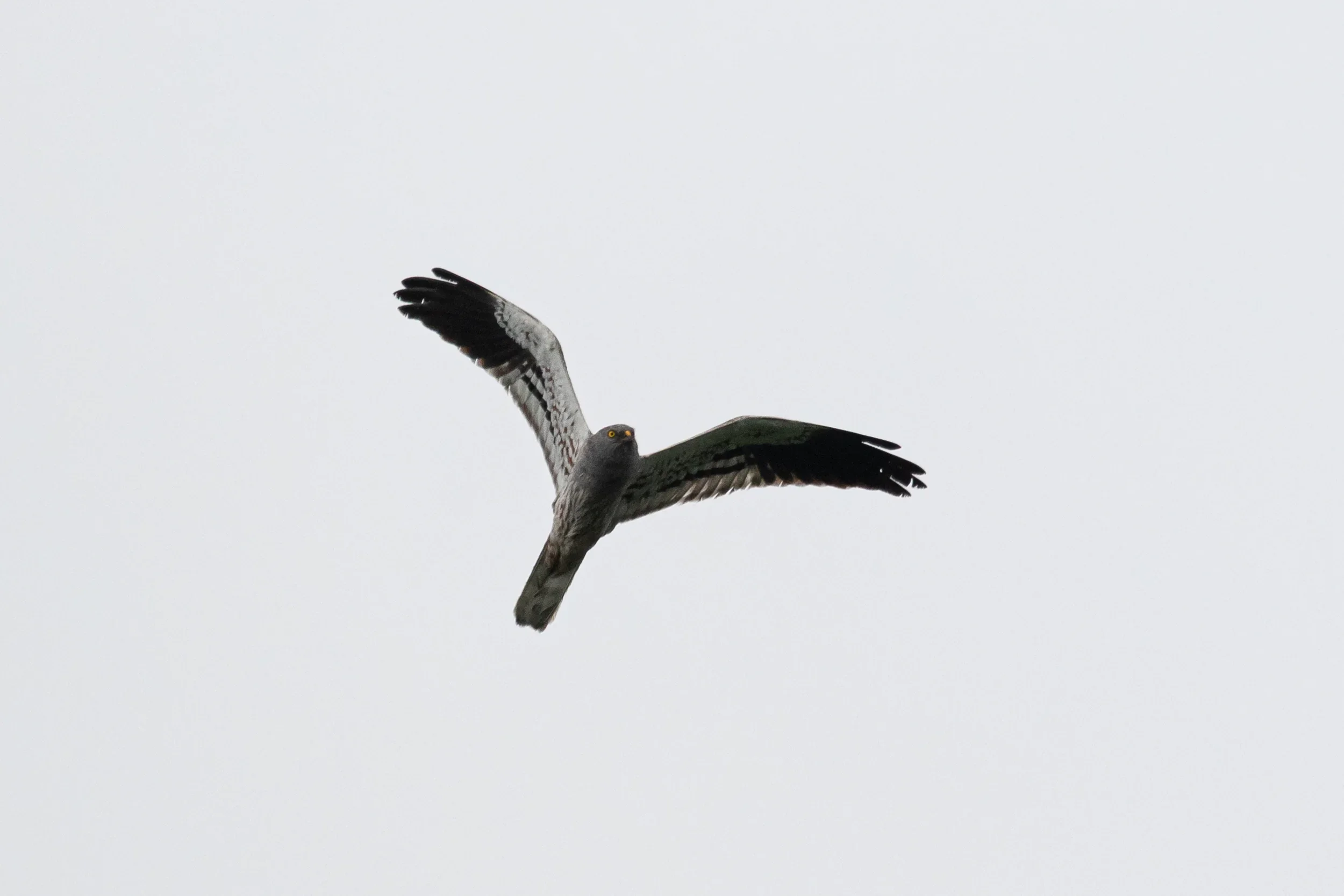 Unrevealed bird identification question.