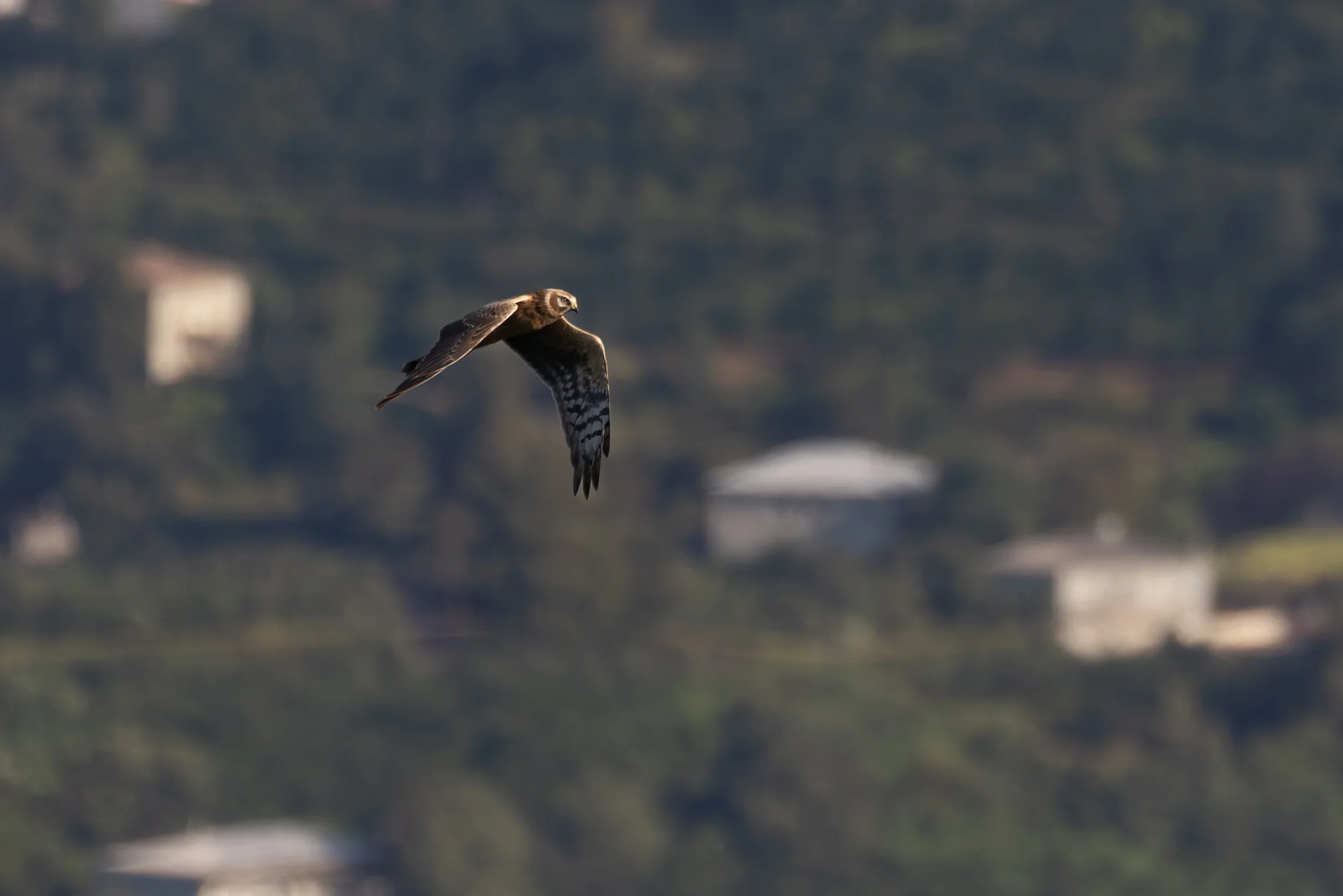 Unrevealed bird identification question.