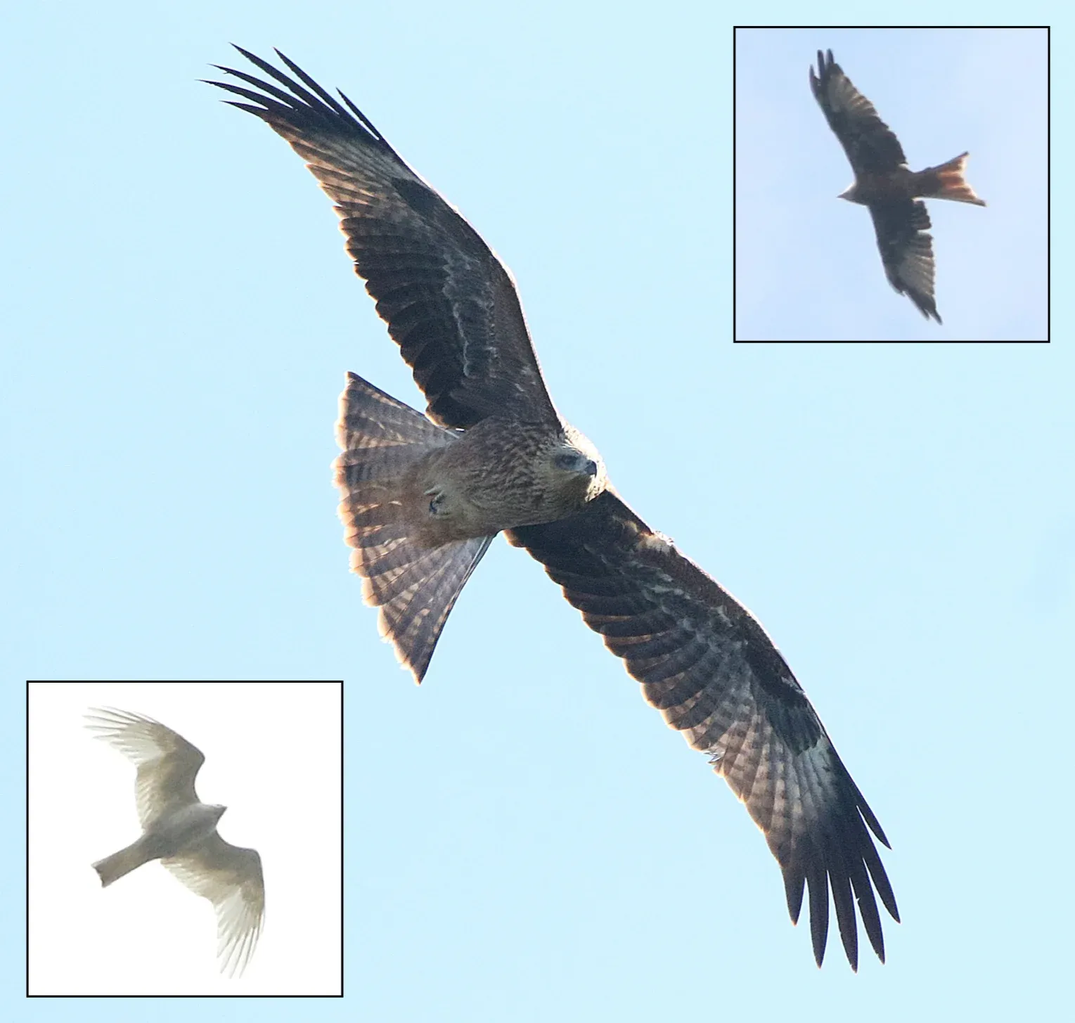 A kite in flight, with inset views of a near-white Black Kite and a bird resembling a Red Kite