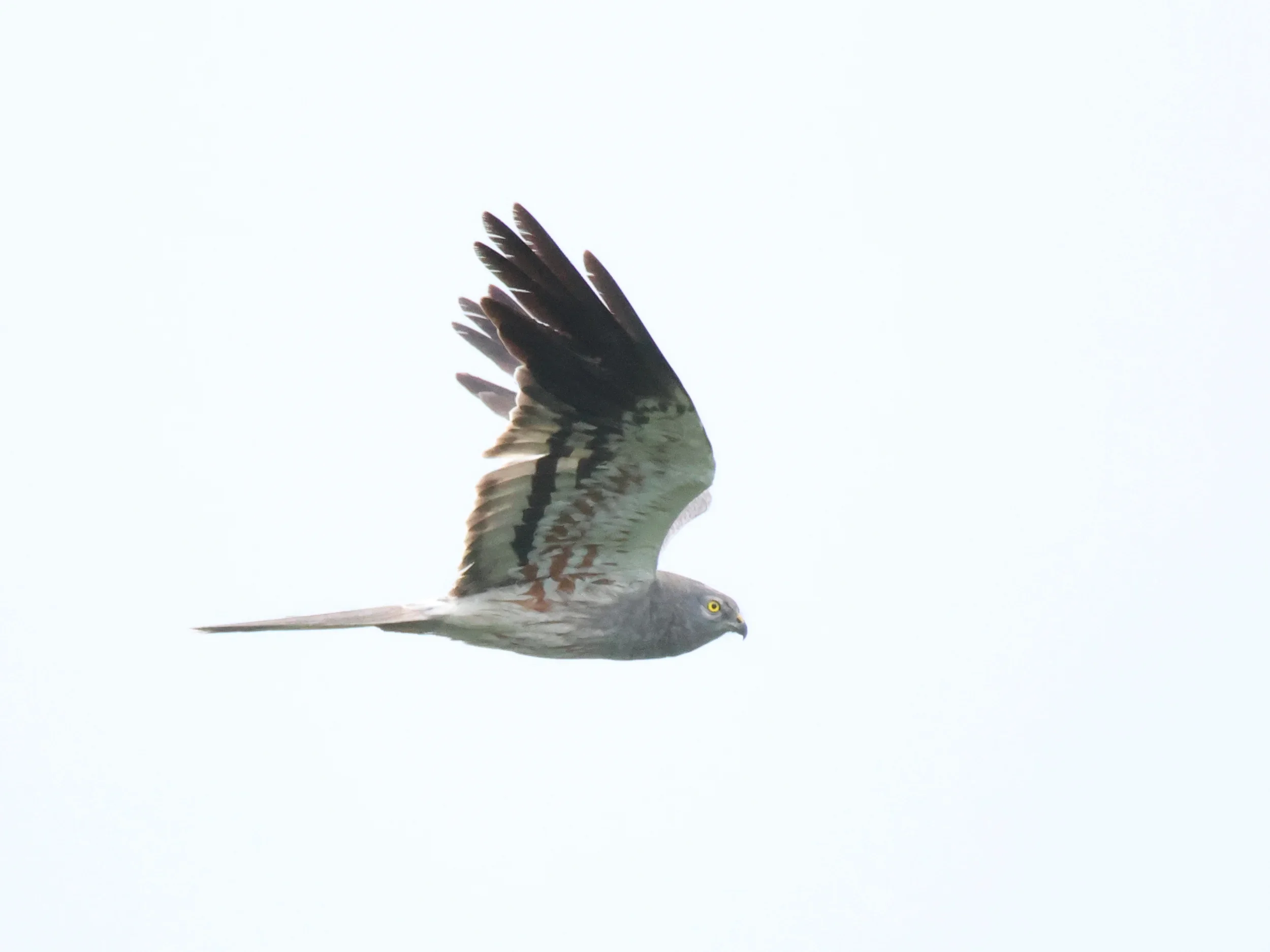 Unrevealed bird identification question.