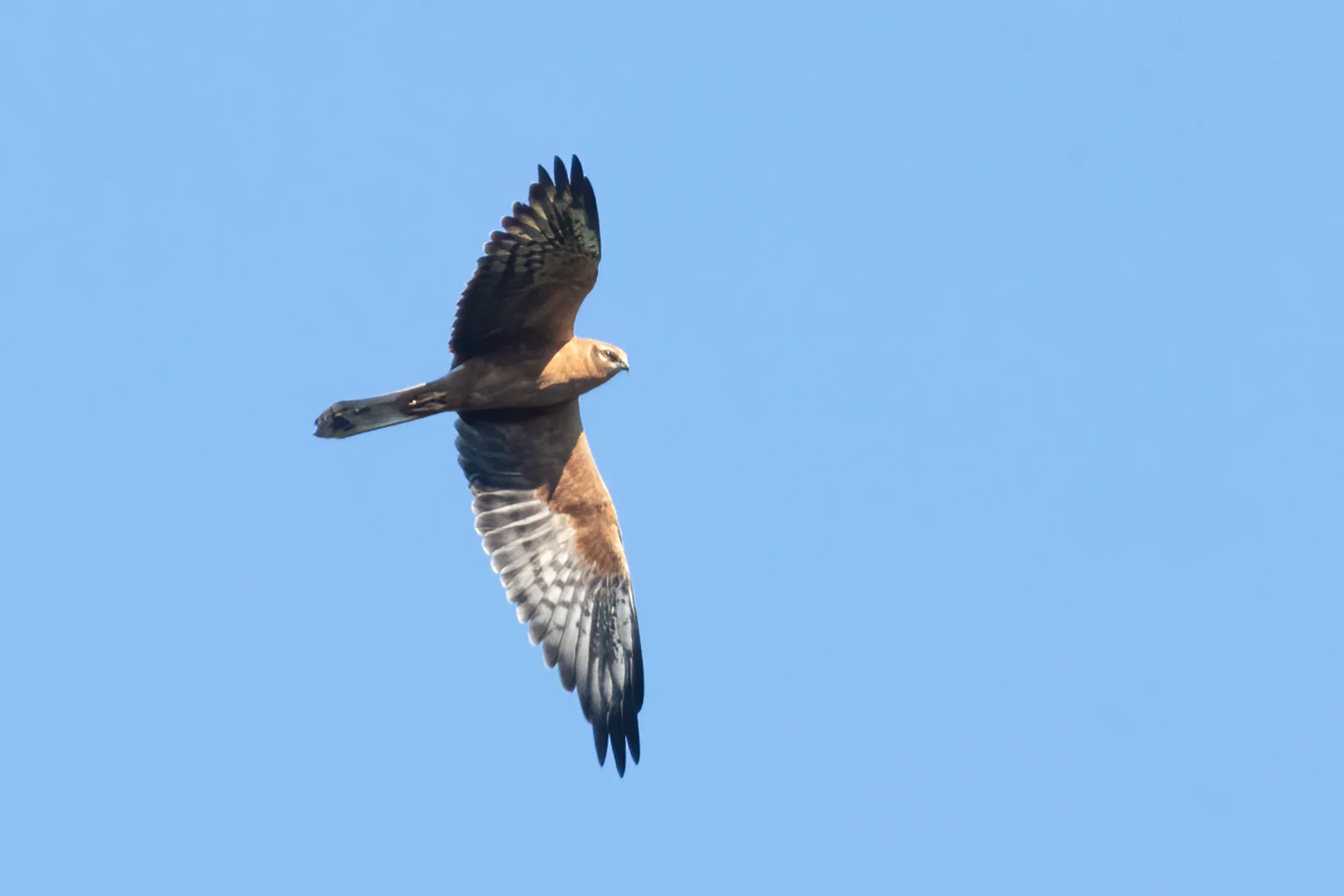 Unrevealed bird identification question.