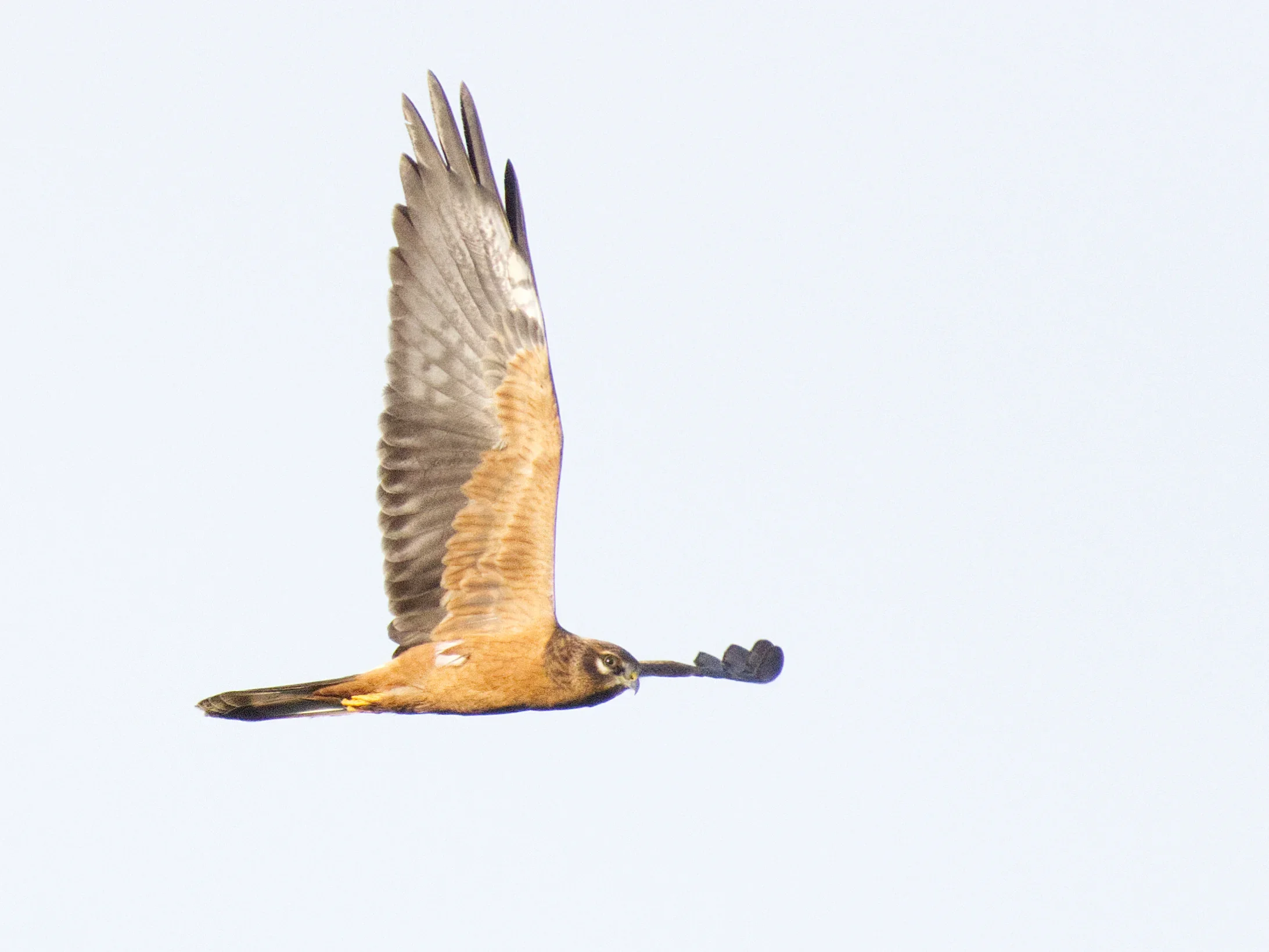 Unrevealed bird identification question.