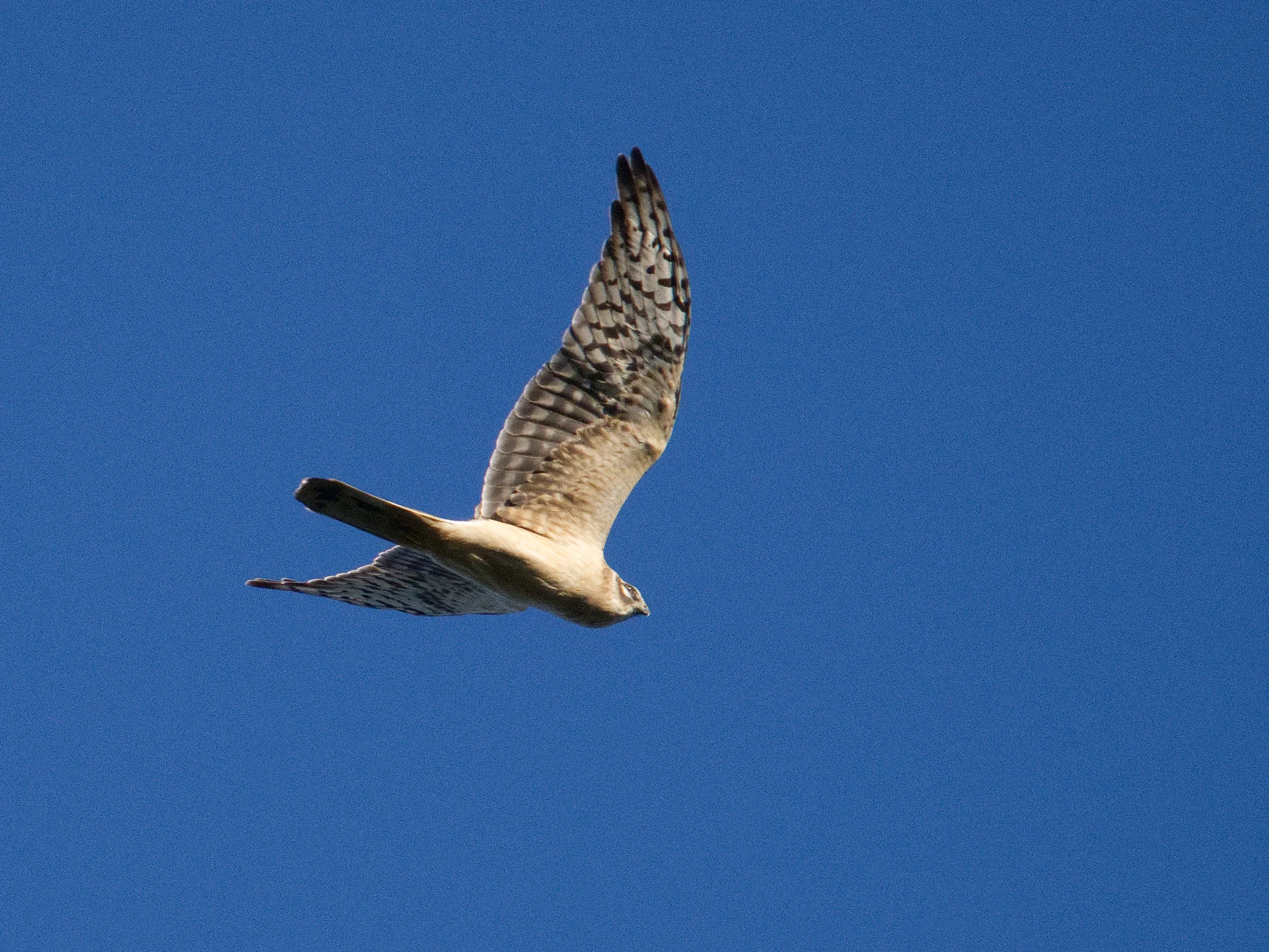 Unrevealed bird identification question.