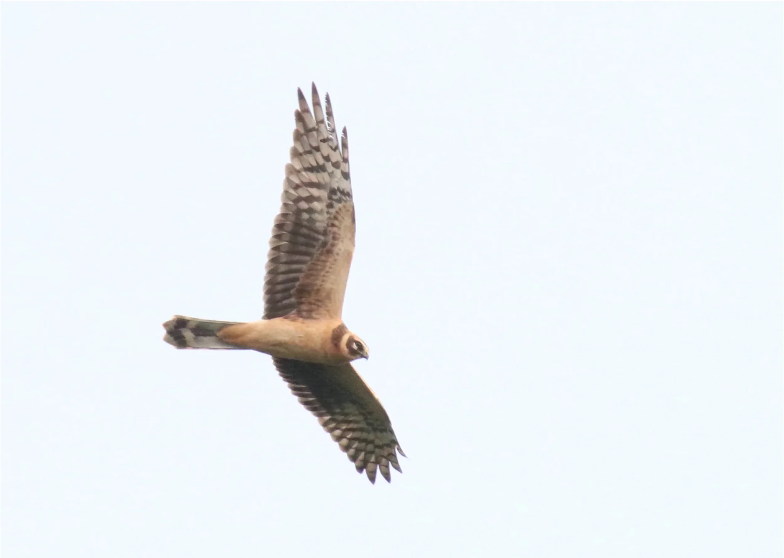 Unrevealed bird identification question.