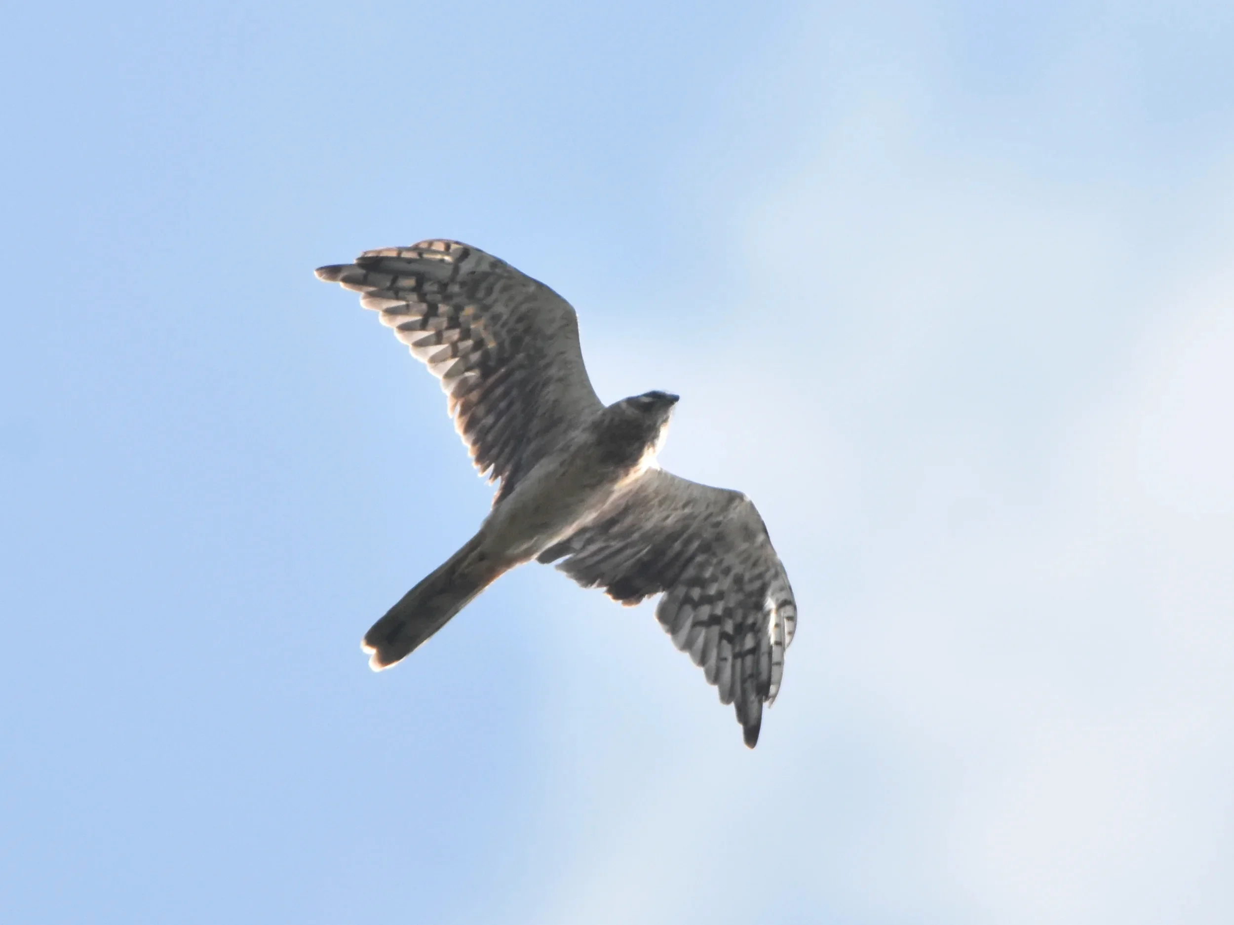 An immature female Pallid Harrier in flight.