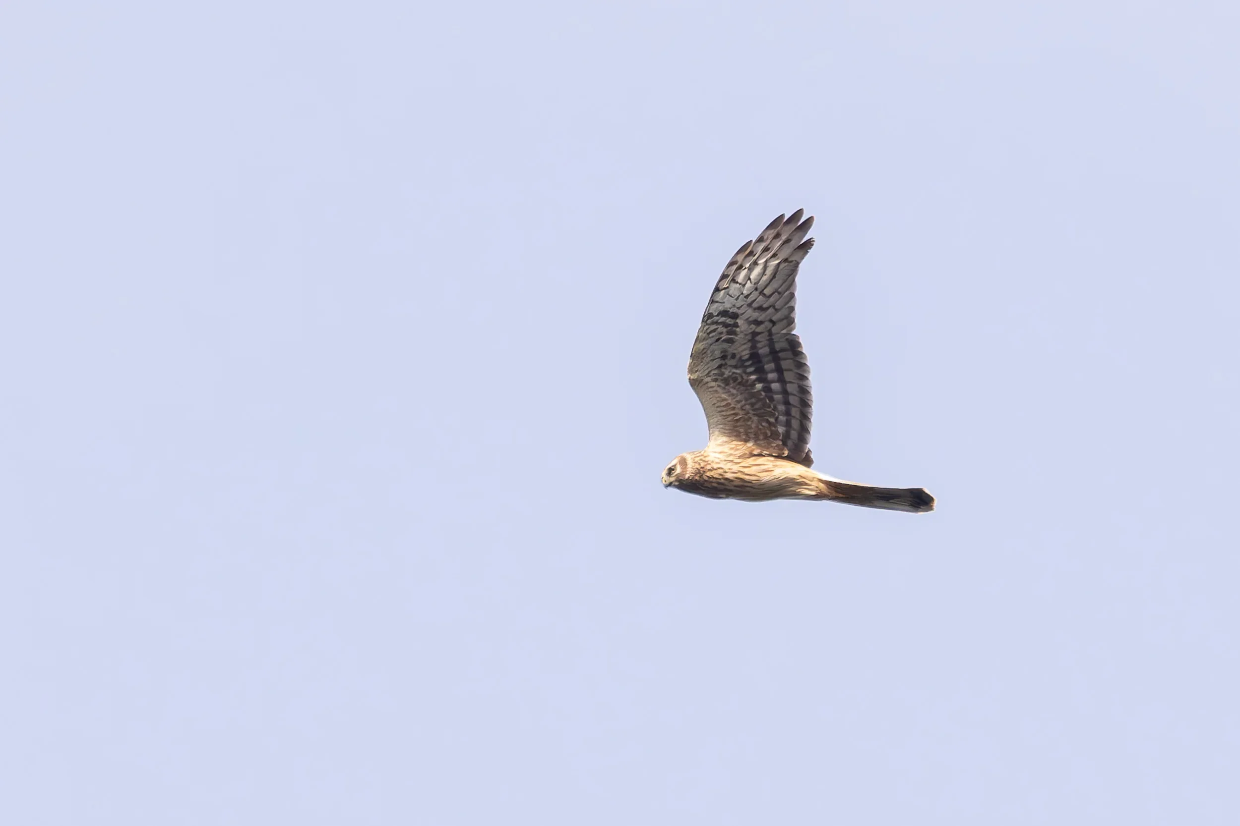 Unrevealed bird identification question.