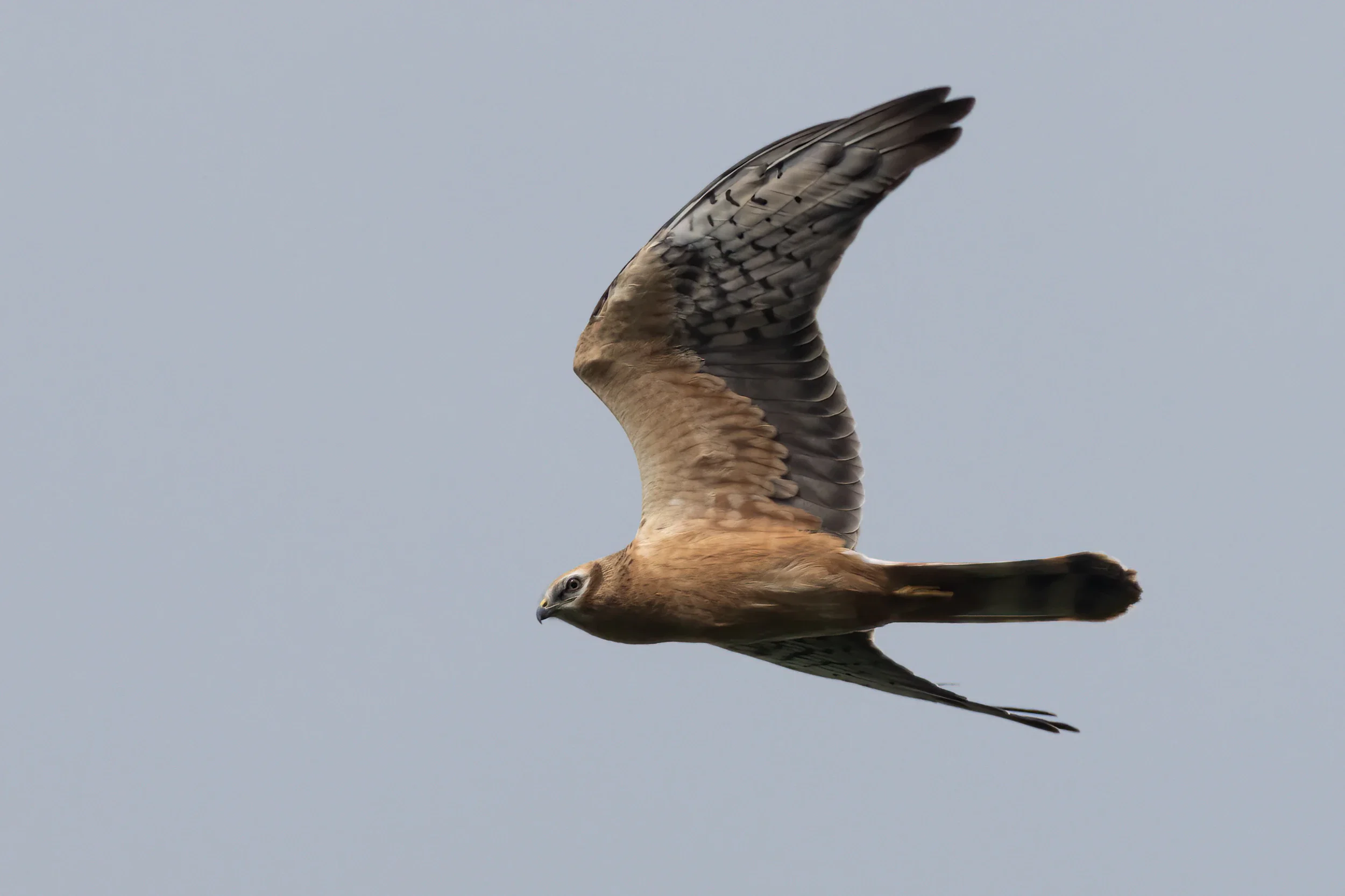 Pallid Harrier (Juvenile) against a white overcast sky.