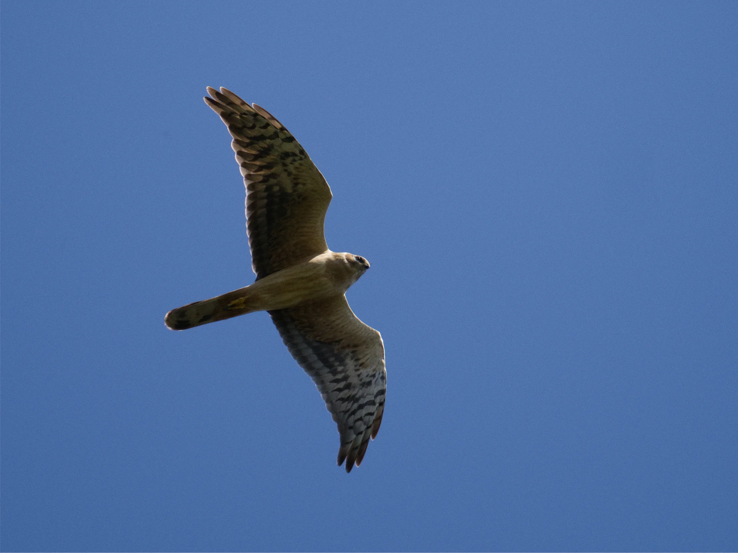 Unrevealed bird identification question.