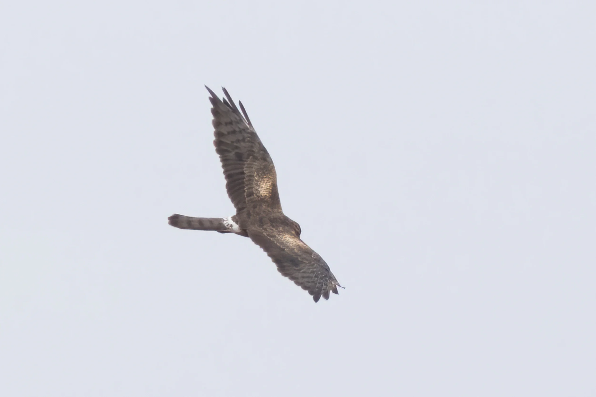 Montagu's Harrier (immature female) against a pale blue sky.