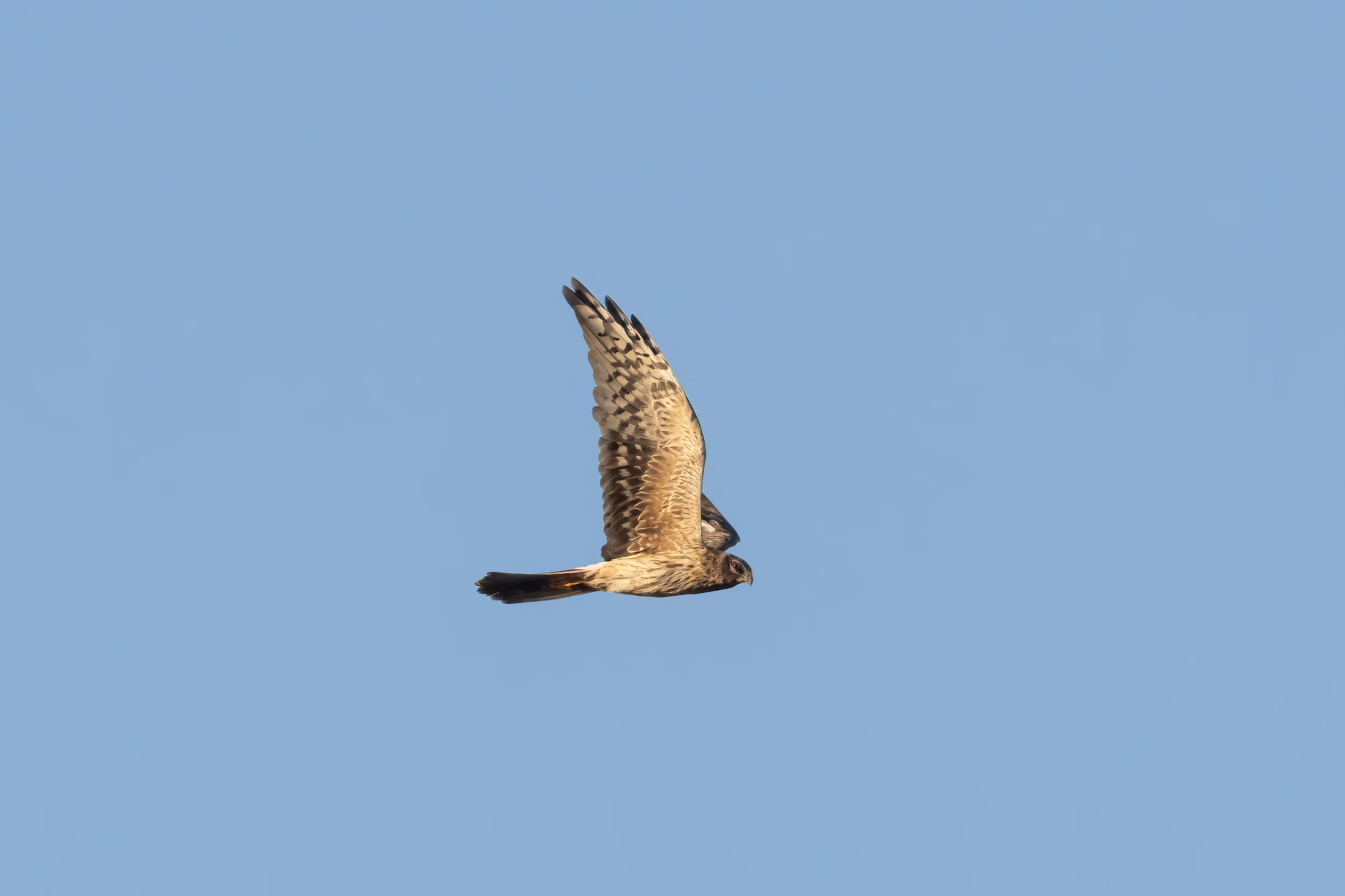 Unrevealed bird identification question.