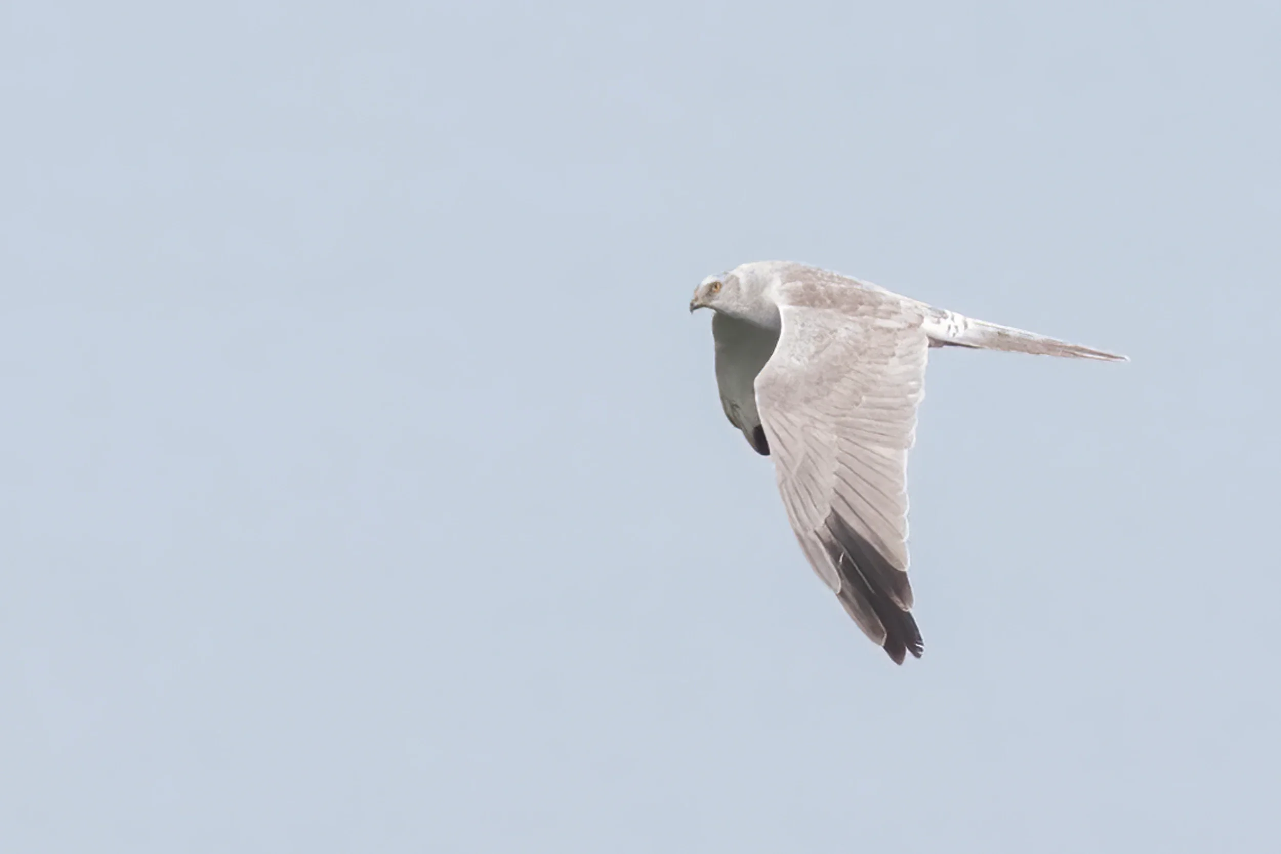 20221017t0849-marc-heetkamp-pallid-harrier-ad-m
