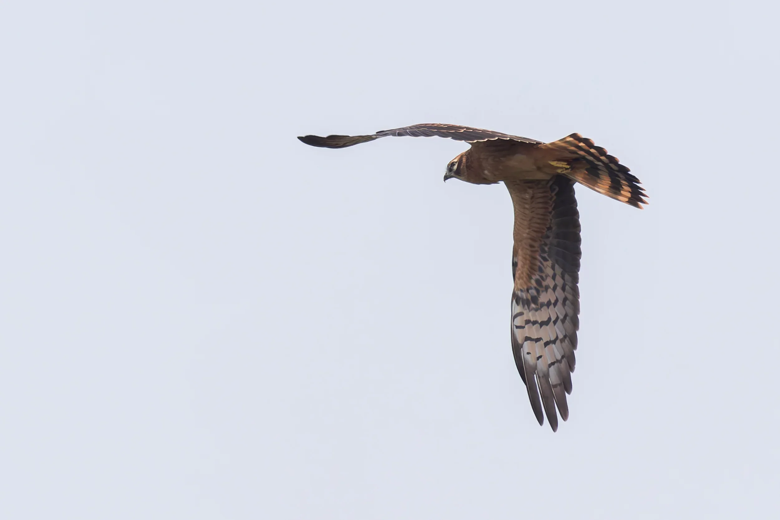 Unrevealed bird identification question.